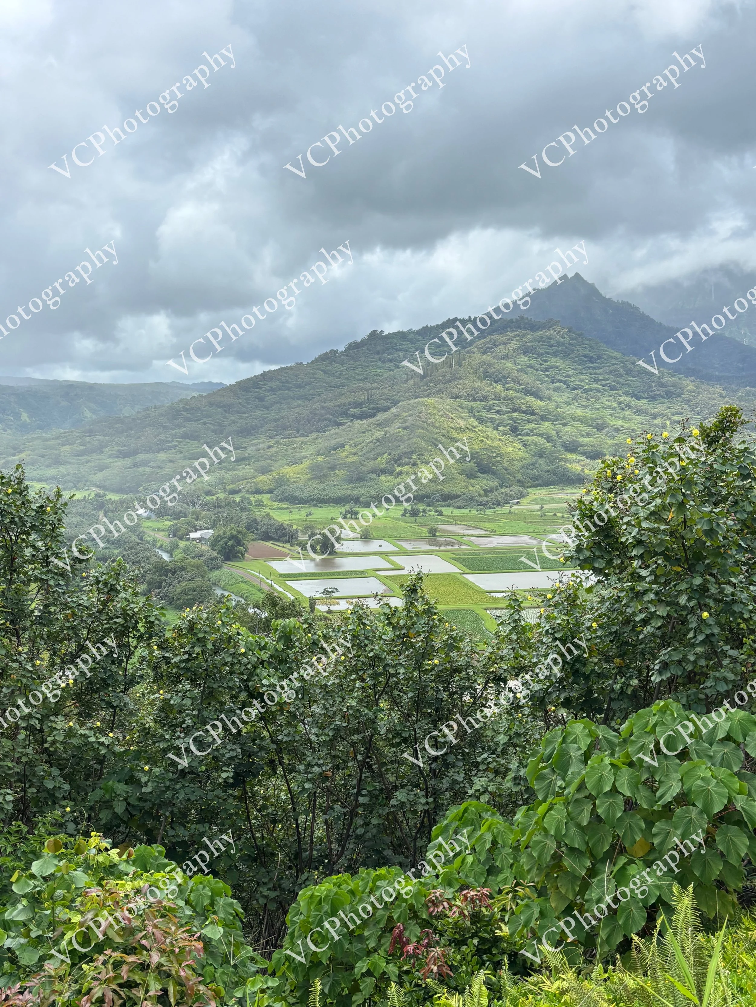 Crop Fields with the Greens