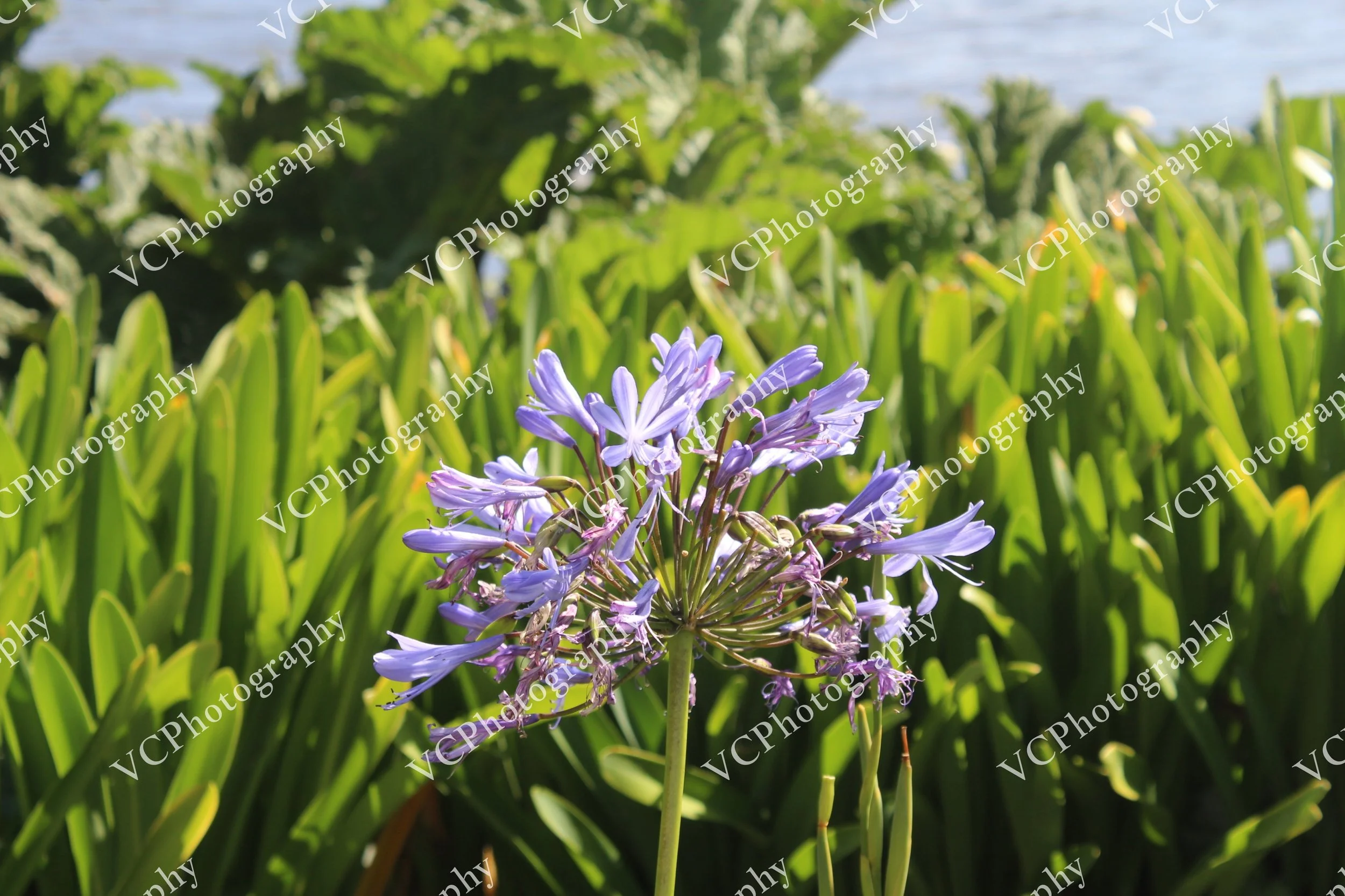 Lavender African Lily