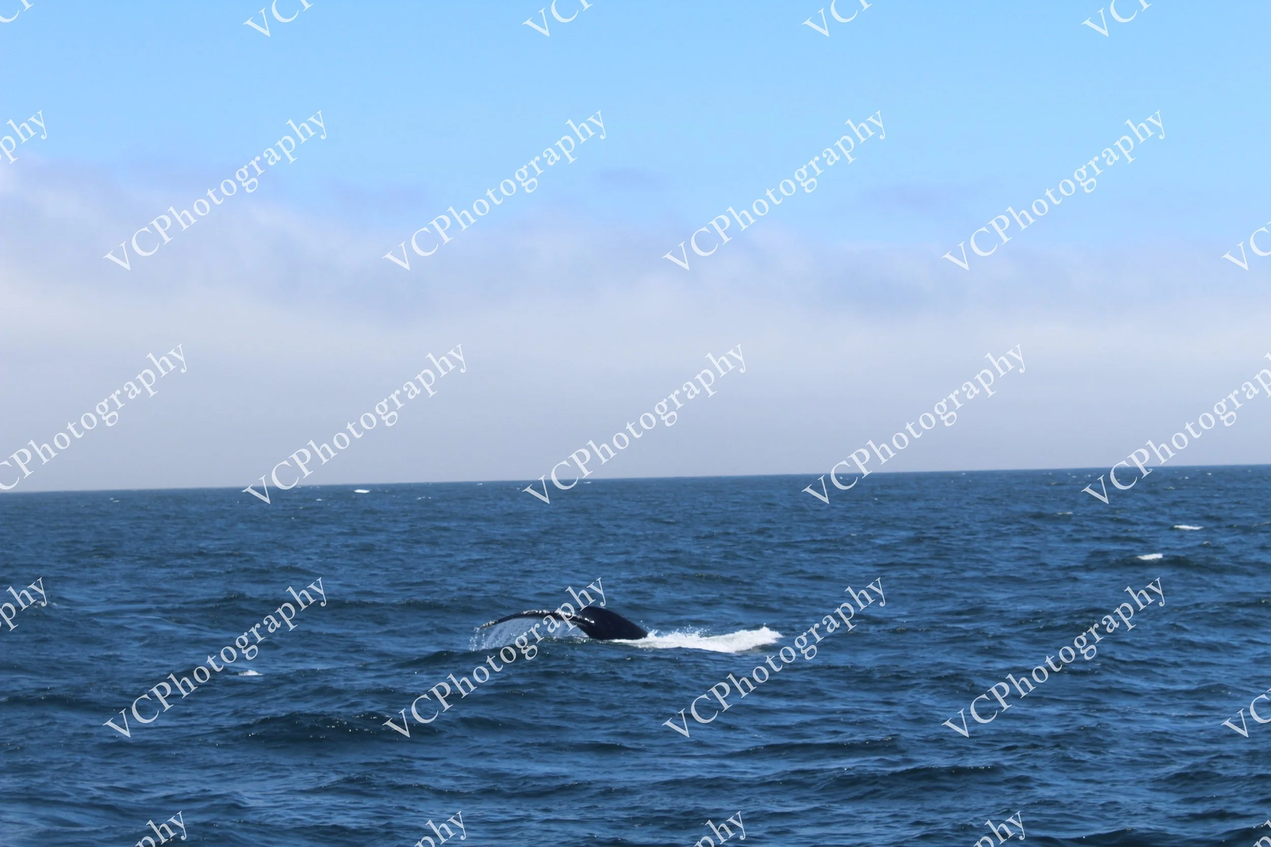 IMG_8122.JPG