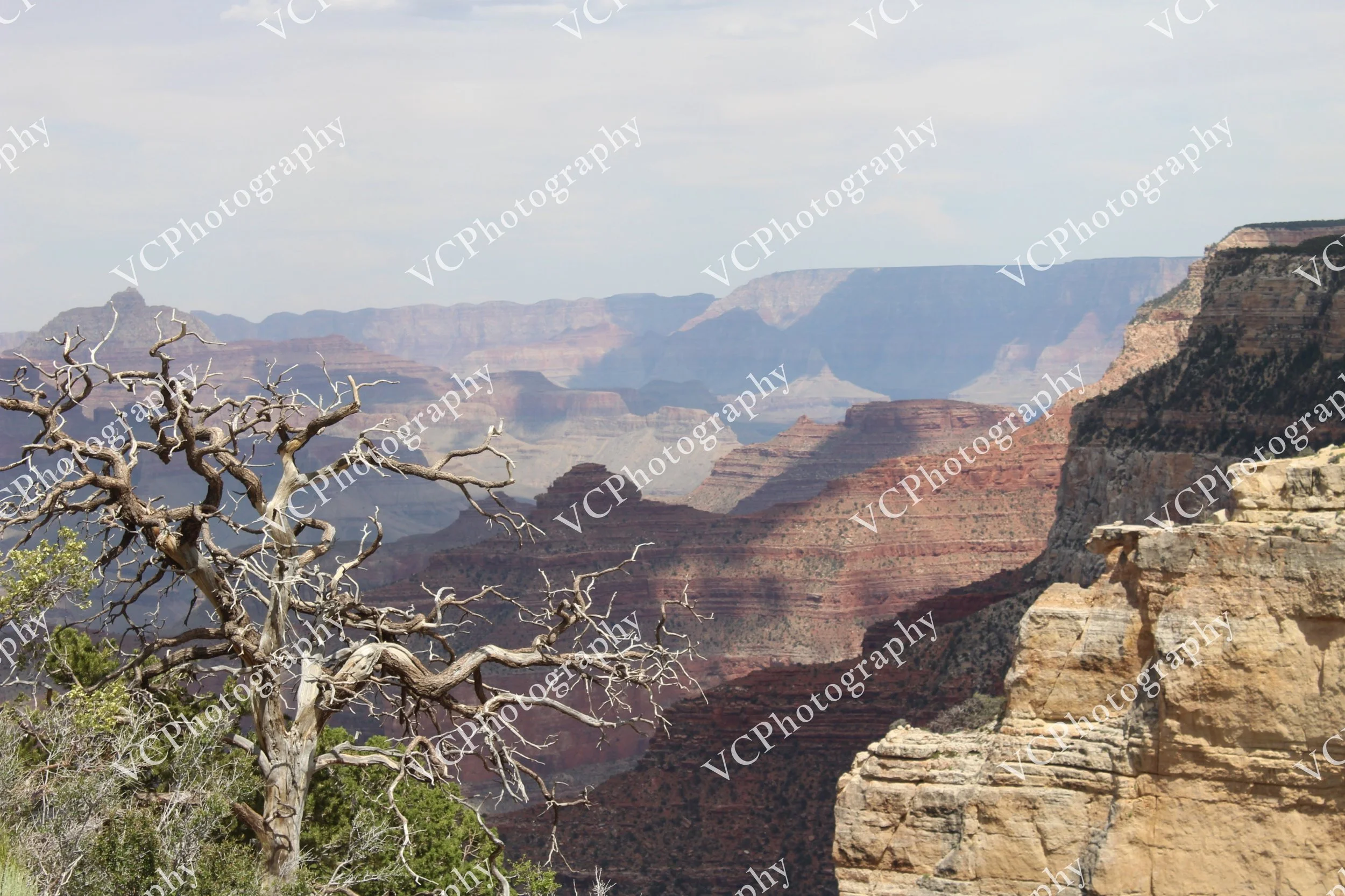 IMG_3480.JPG