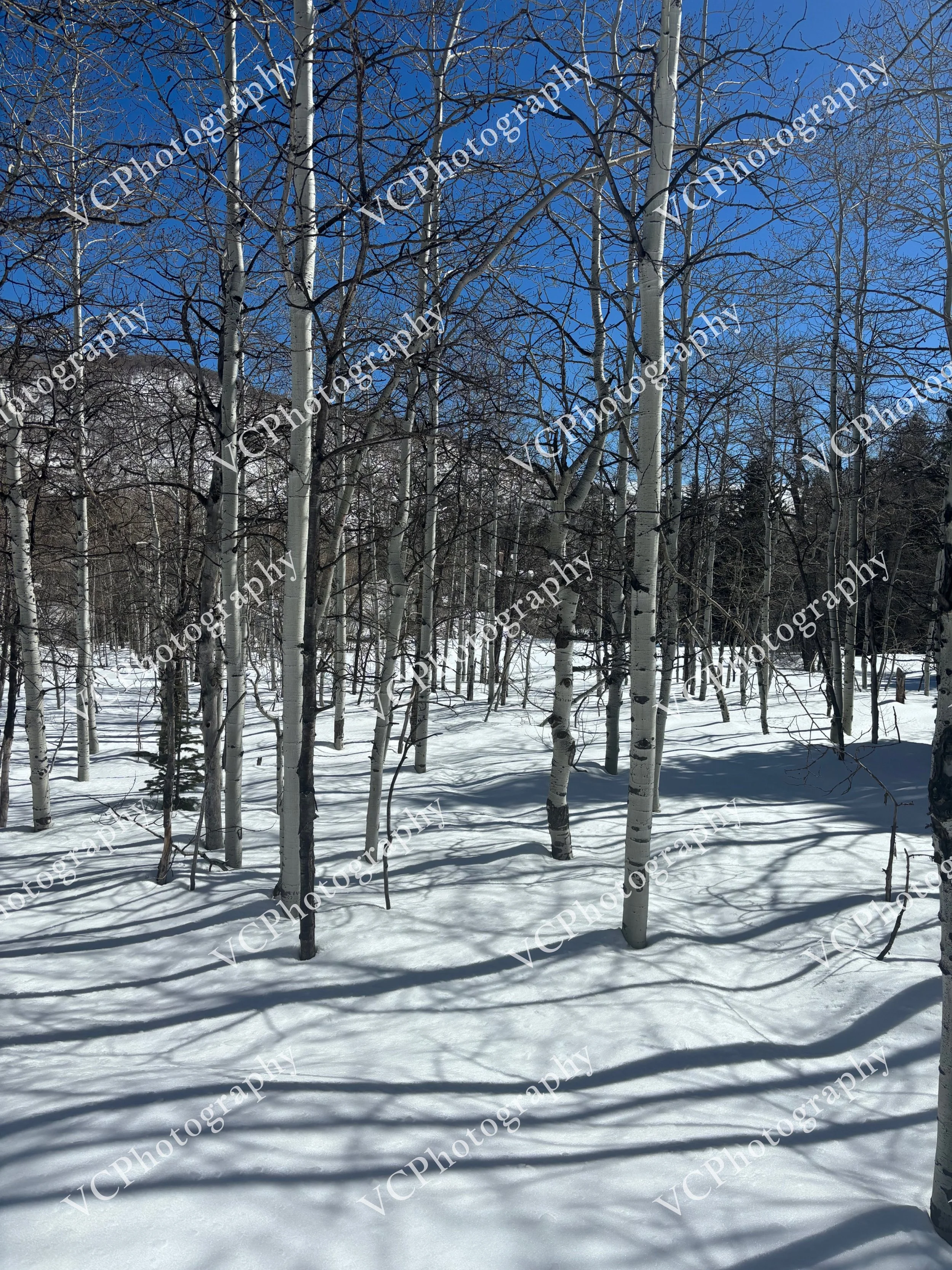 Aspen Forest in Winter