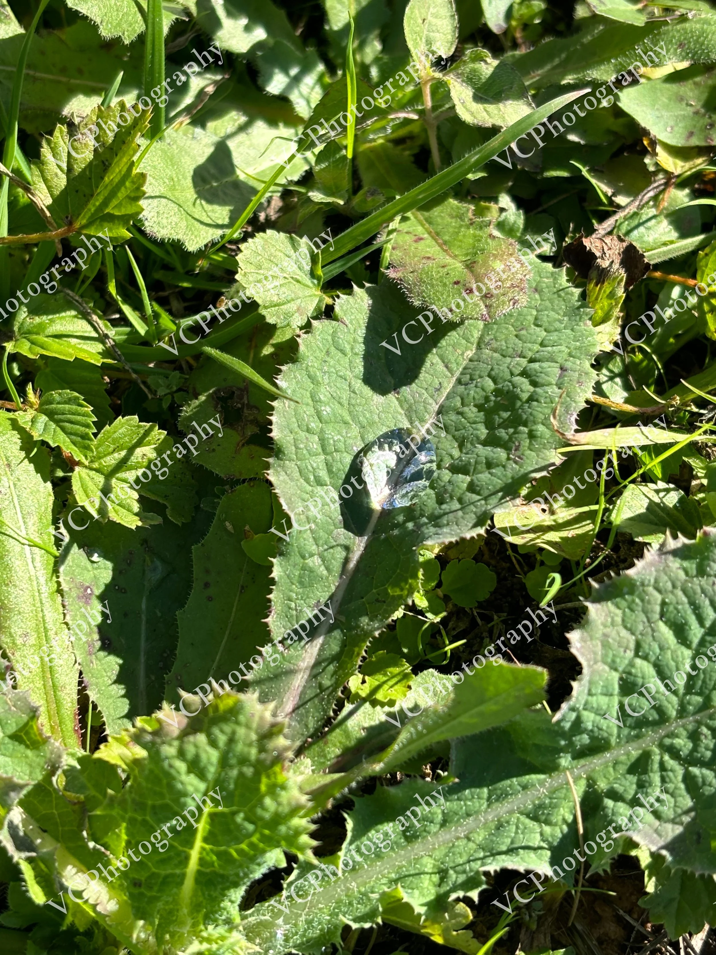 Dew Drop