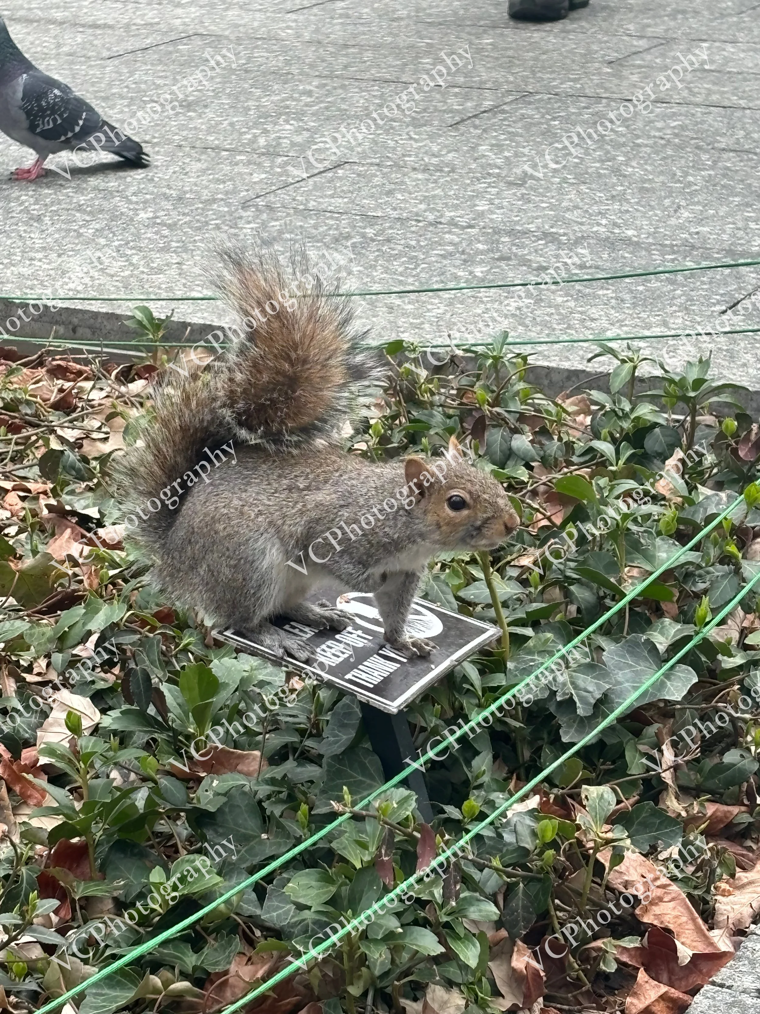 IMG2135.jpeg