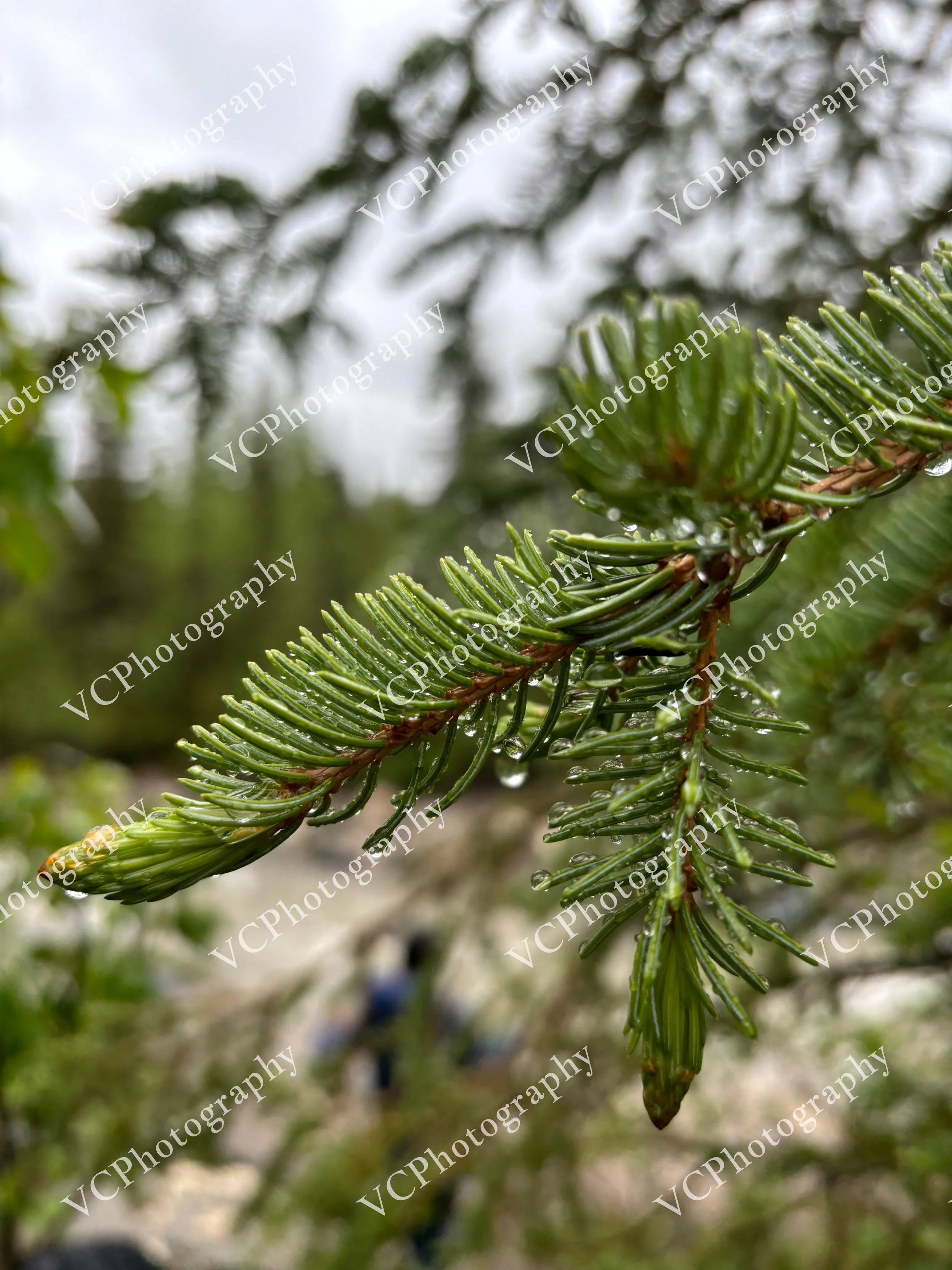 IMG_3335.JPG