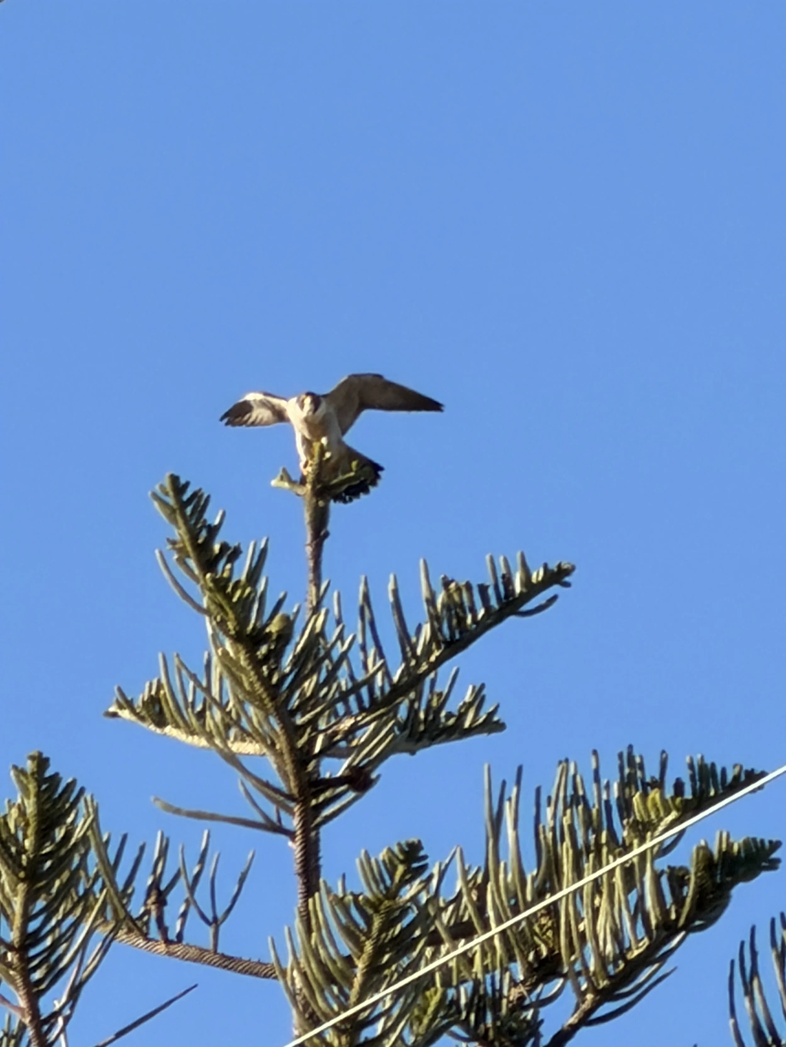 Deposit -- Grounded: An Alumni Camping Integration