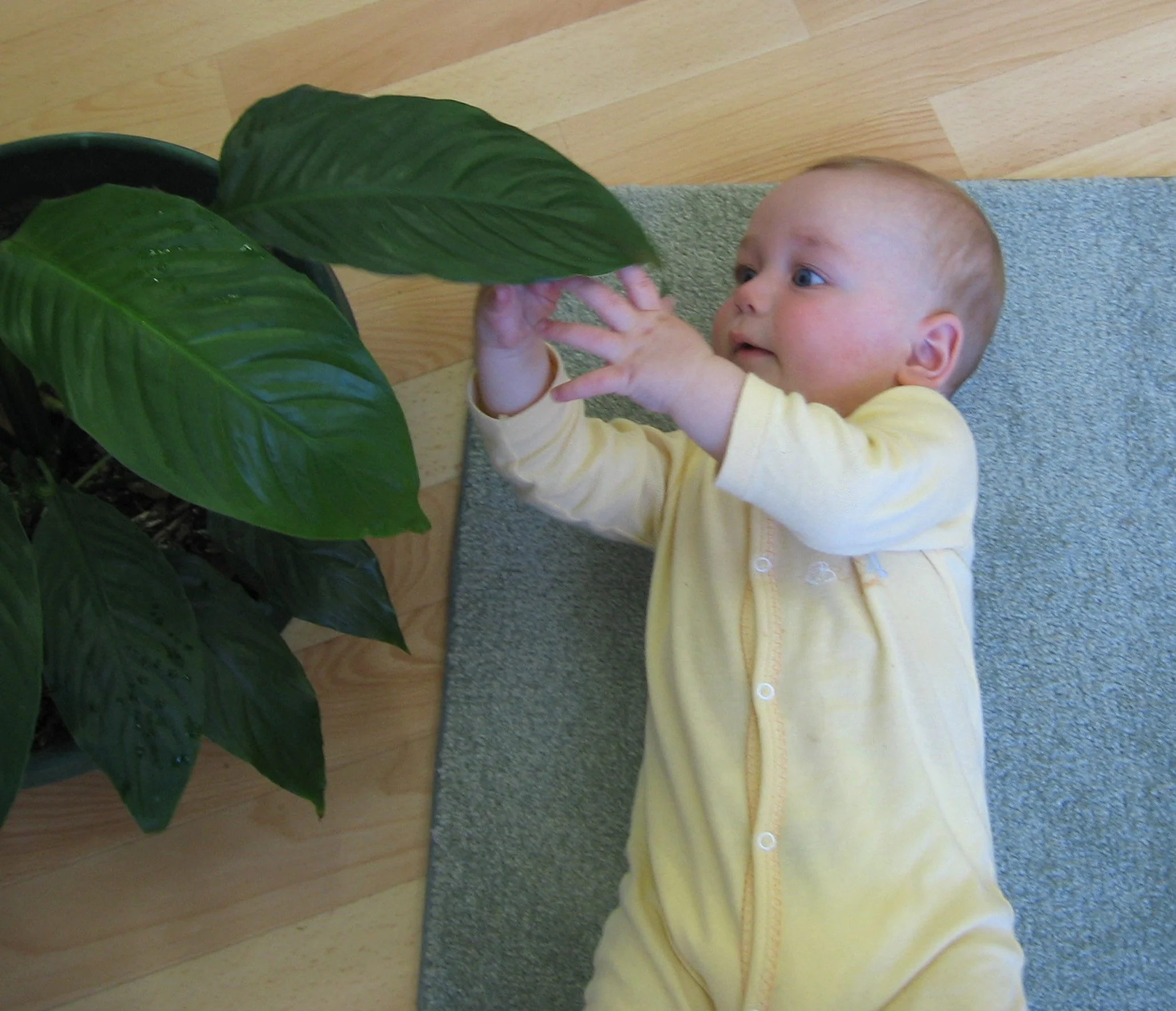 A baby wearing a yellow onesie lying on a gray rug, reaching out and touching a large green houseplant.