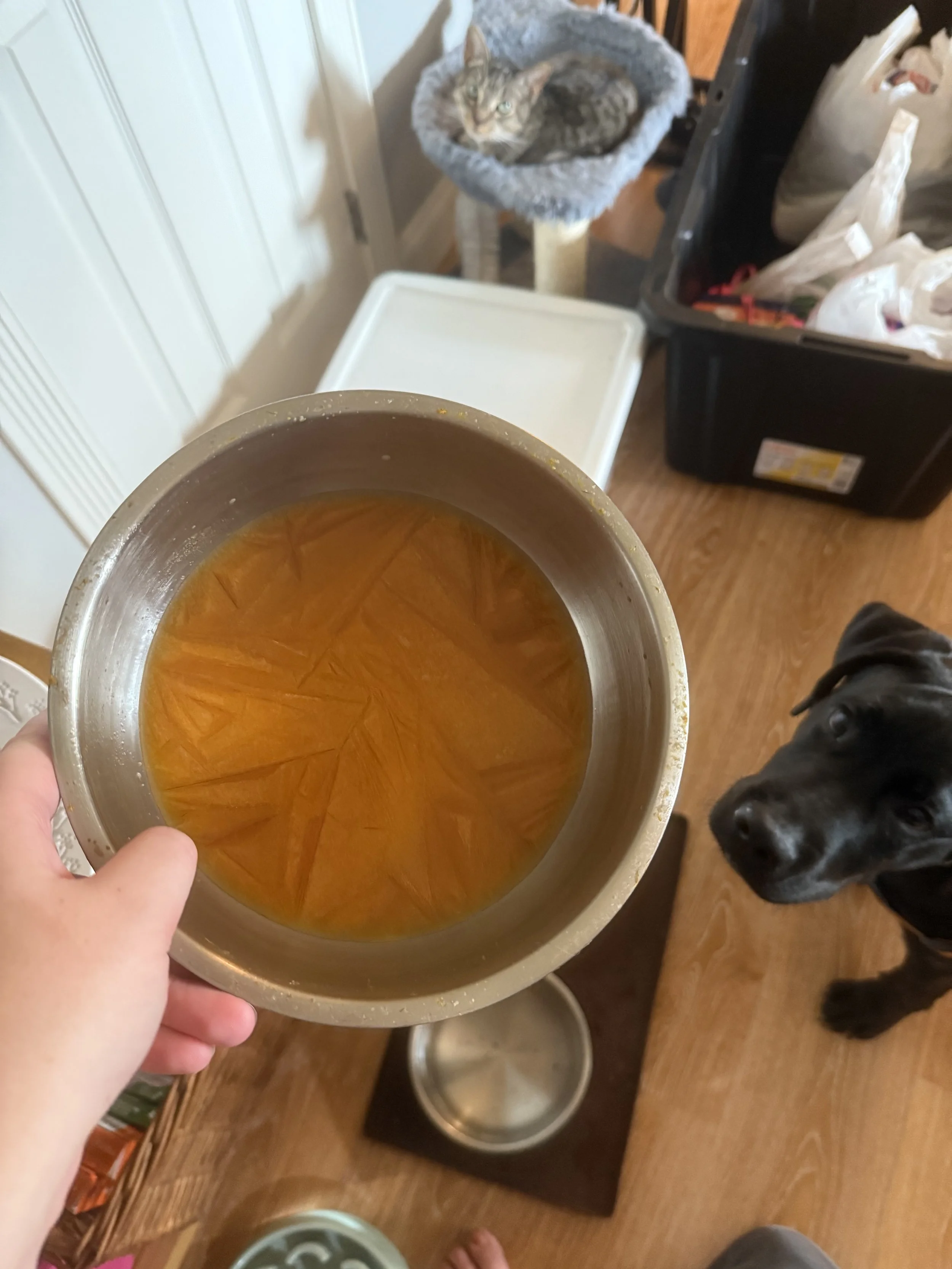 pumpkin puppy treat!