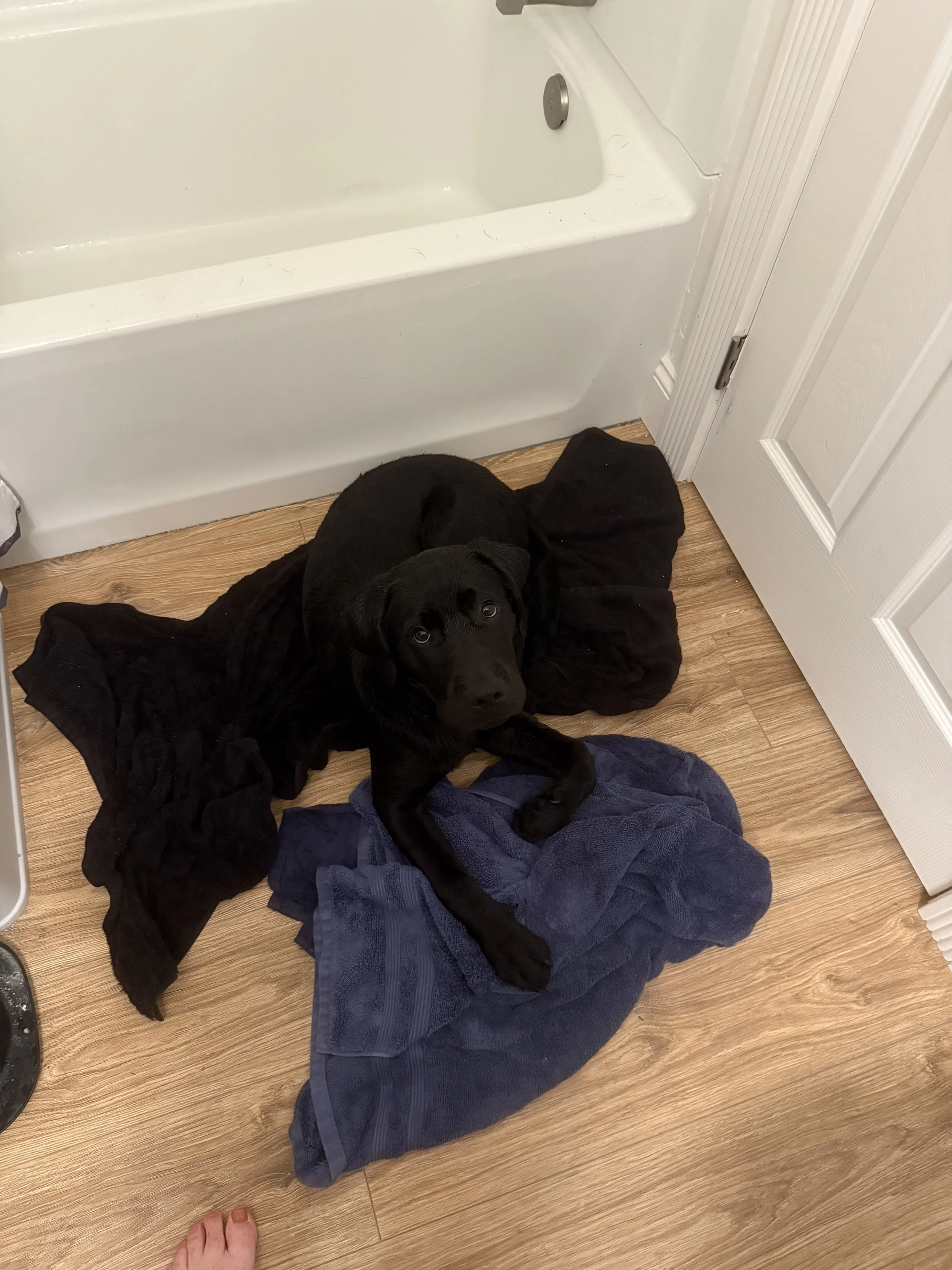 Tuck is all wet, but he is clean!