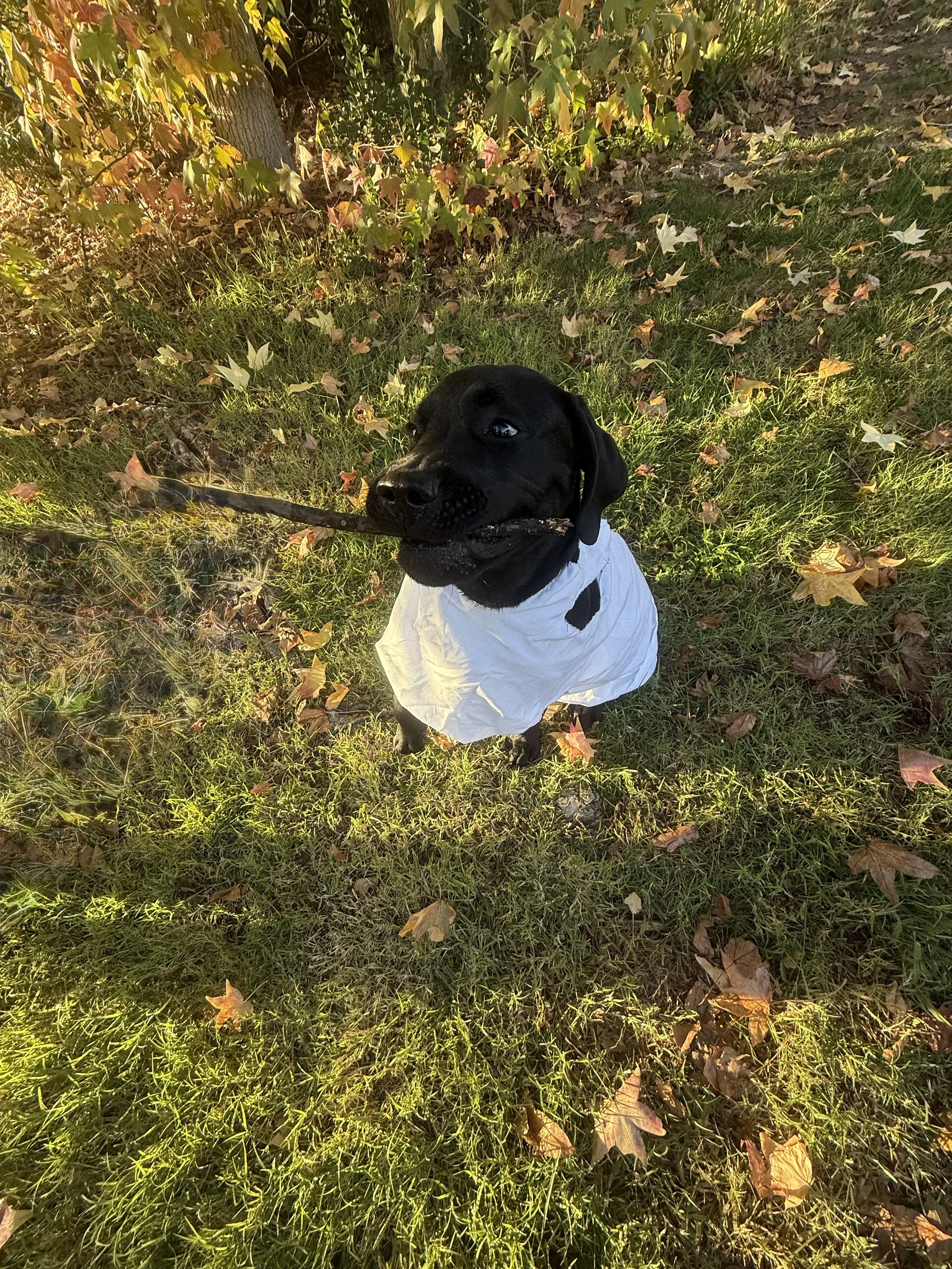 and a stick for his reward!
