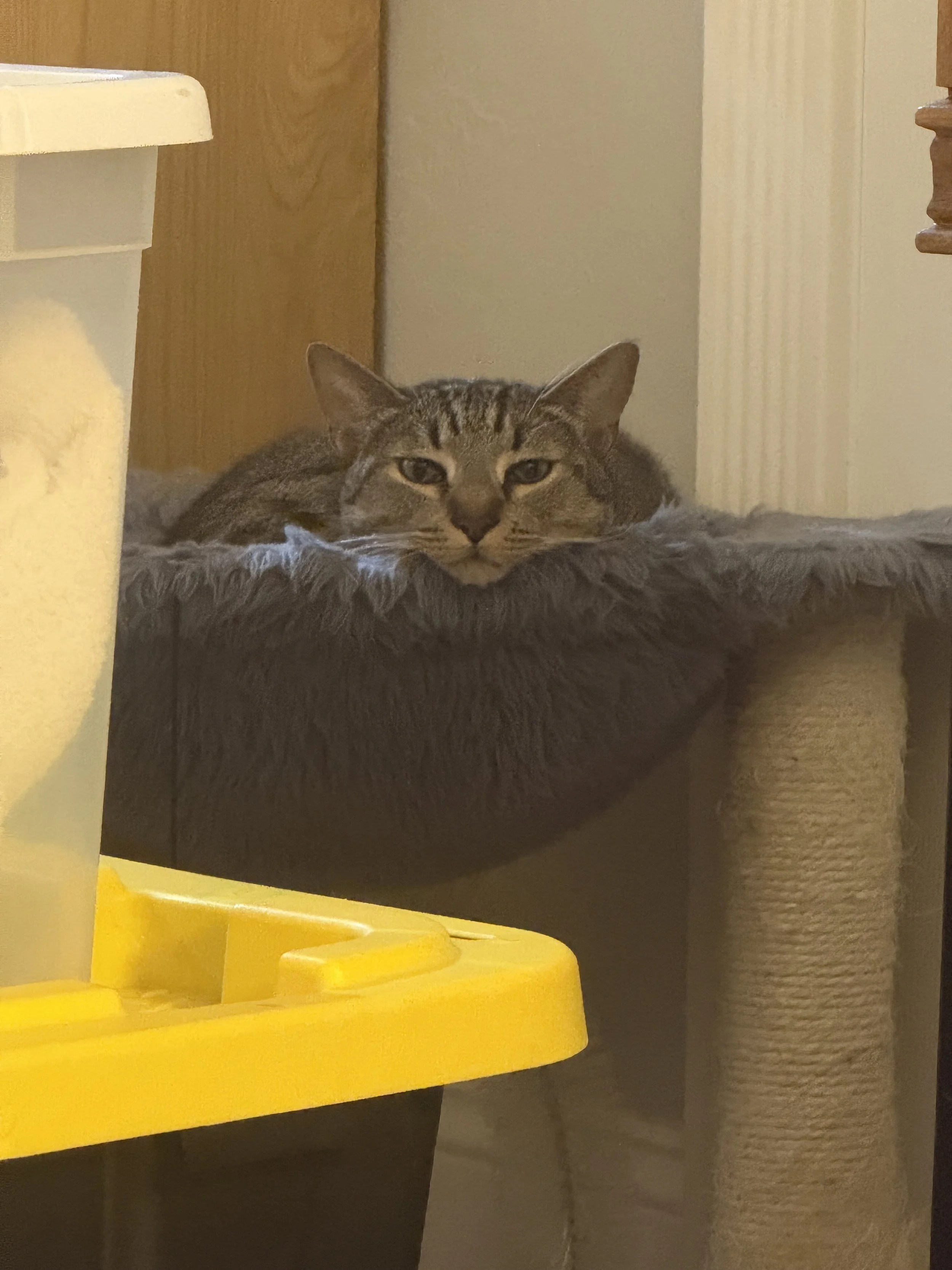 Sassy Banjo
