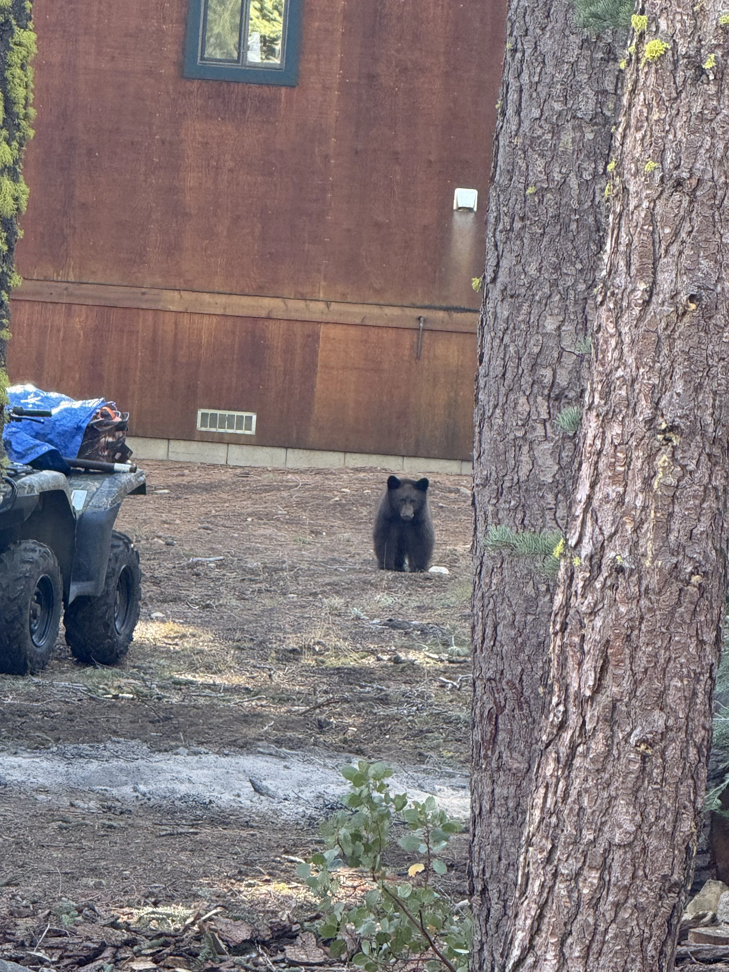 Hubby saw a baby bear at work! Cute, but from over there.