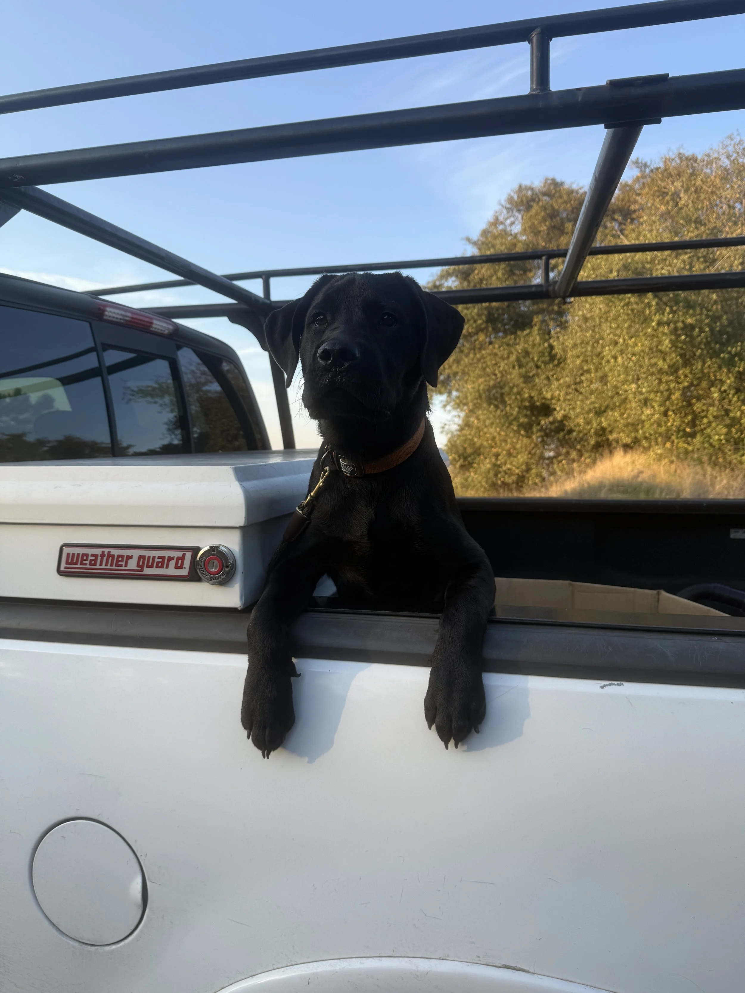 a pup who wants a stick