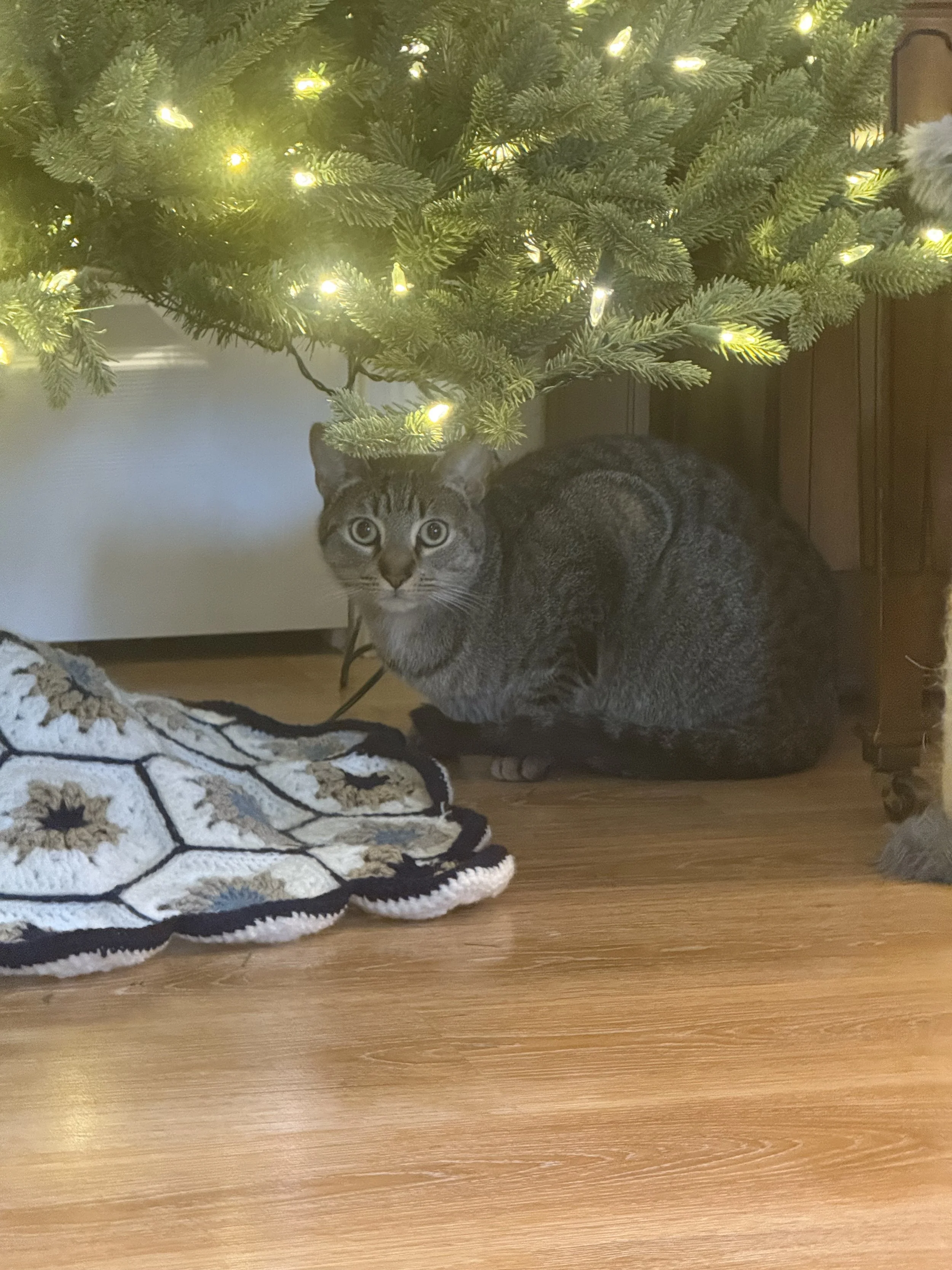 Banjo under the tree!