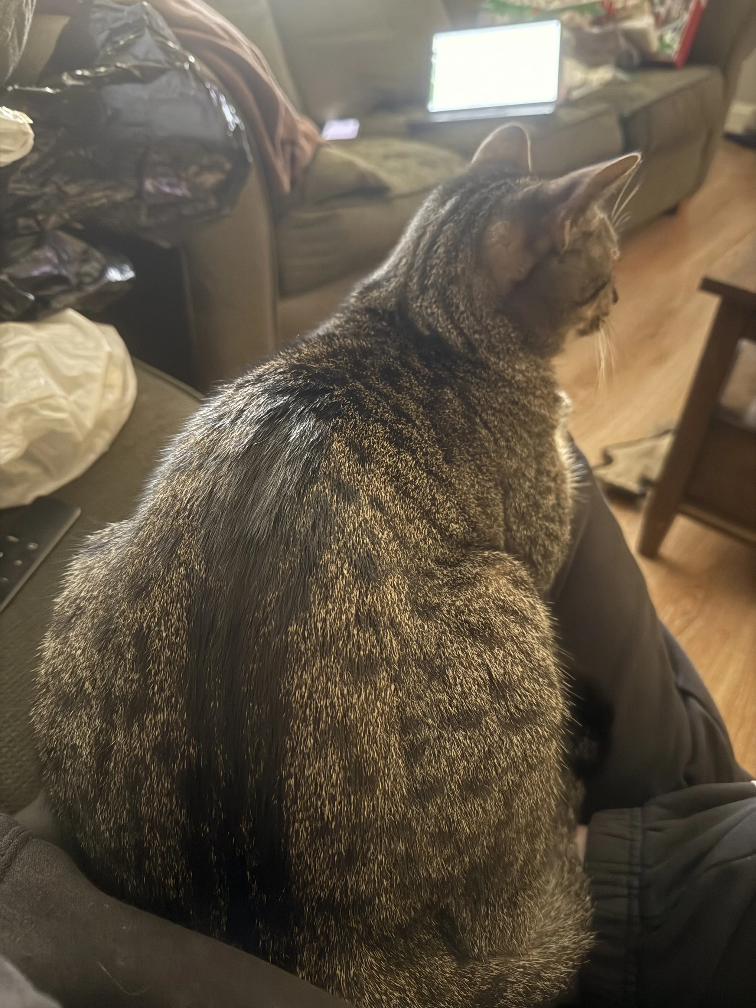 Cuddly Banjo