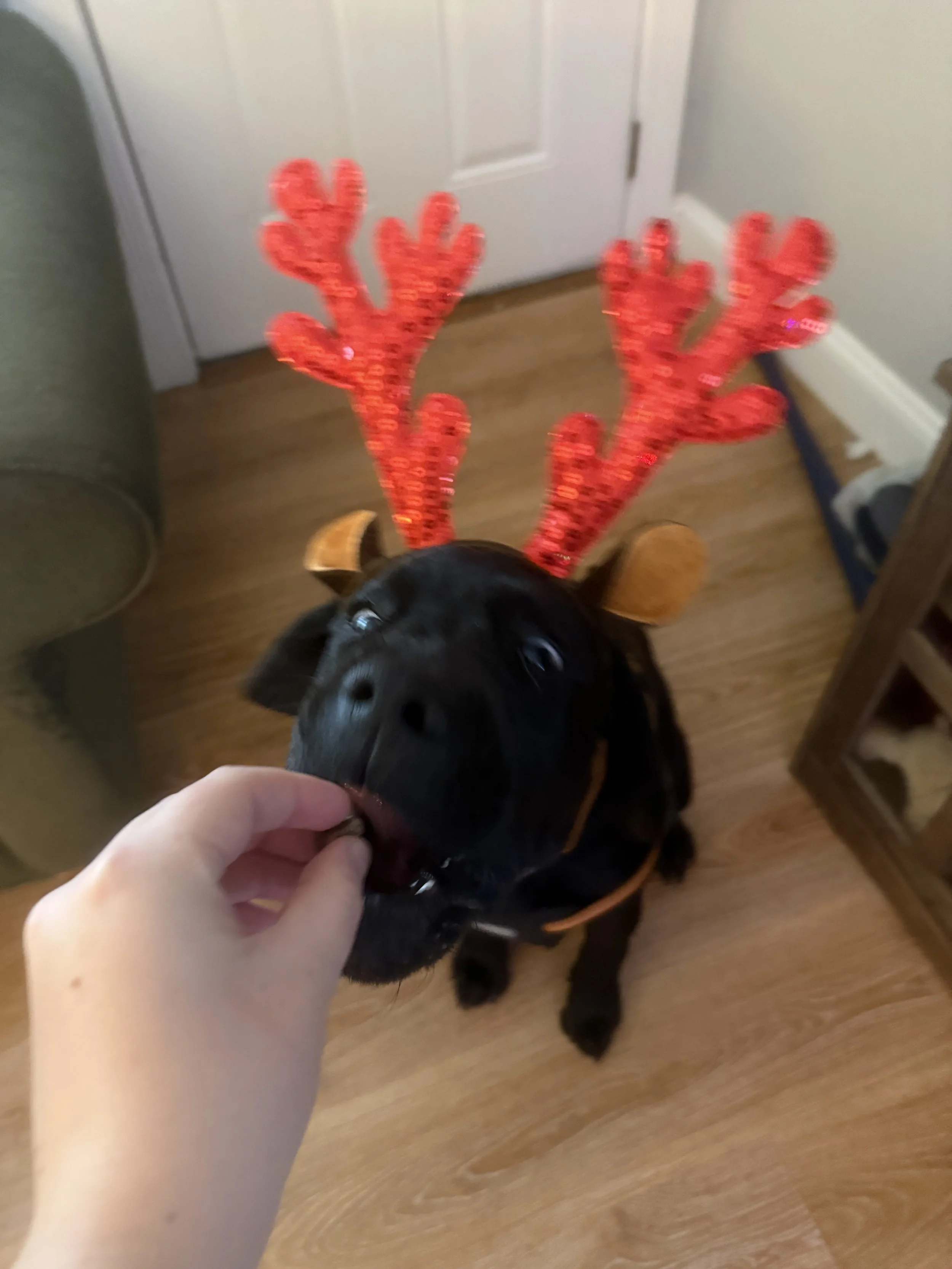hungry reindeer Tuck