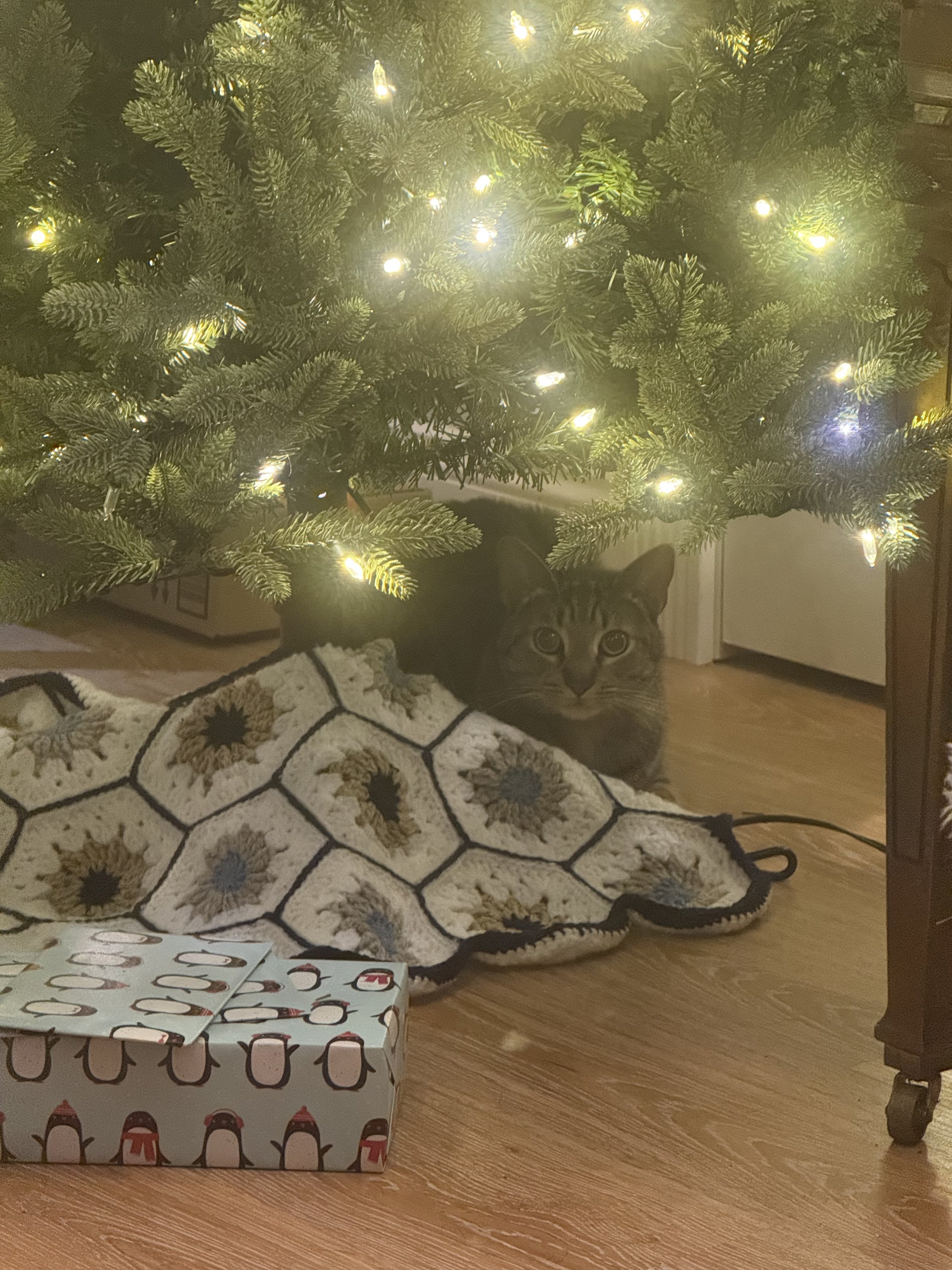Banjo likes to hind under the tree