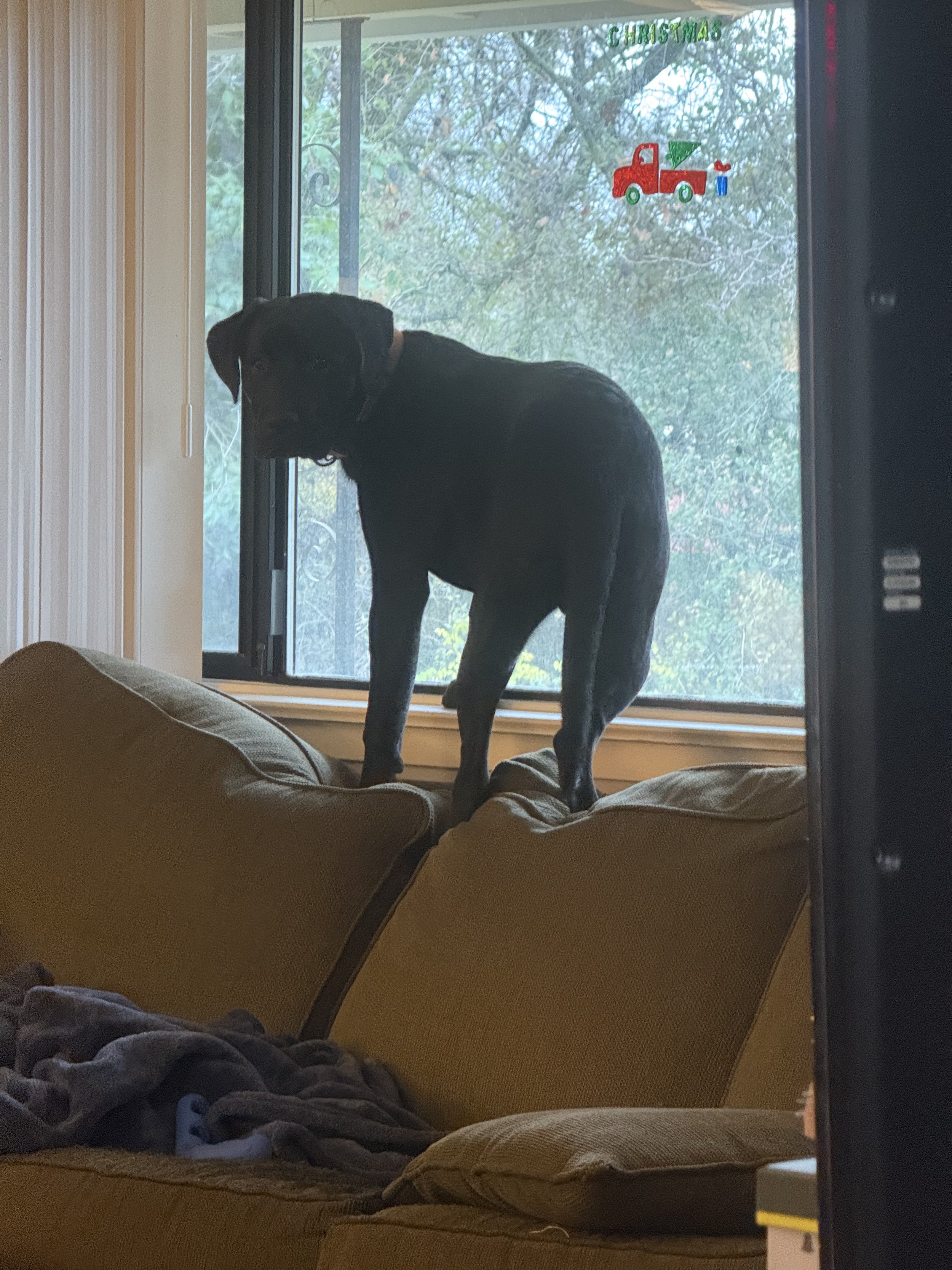 He thinks he's a cat