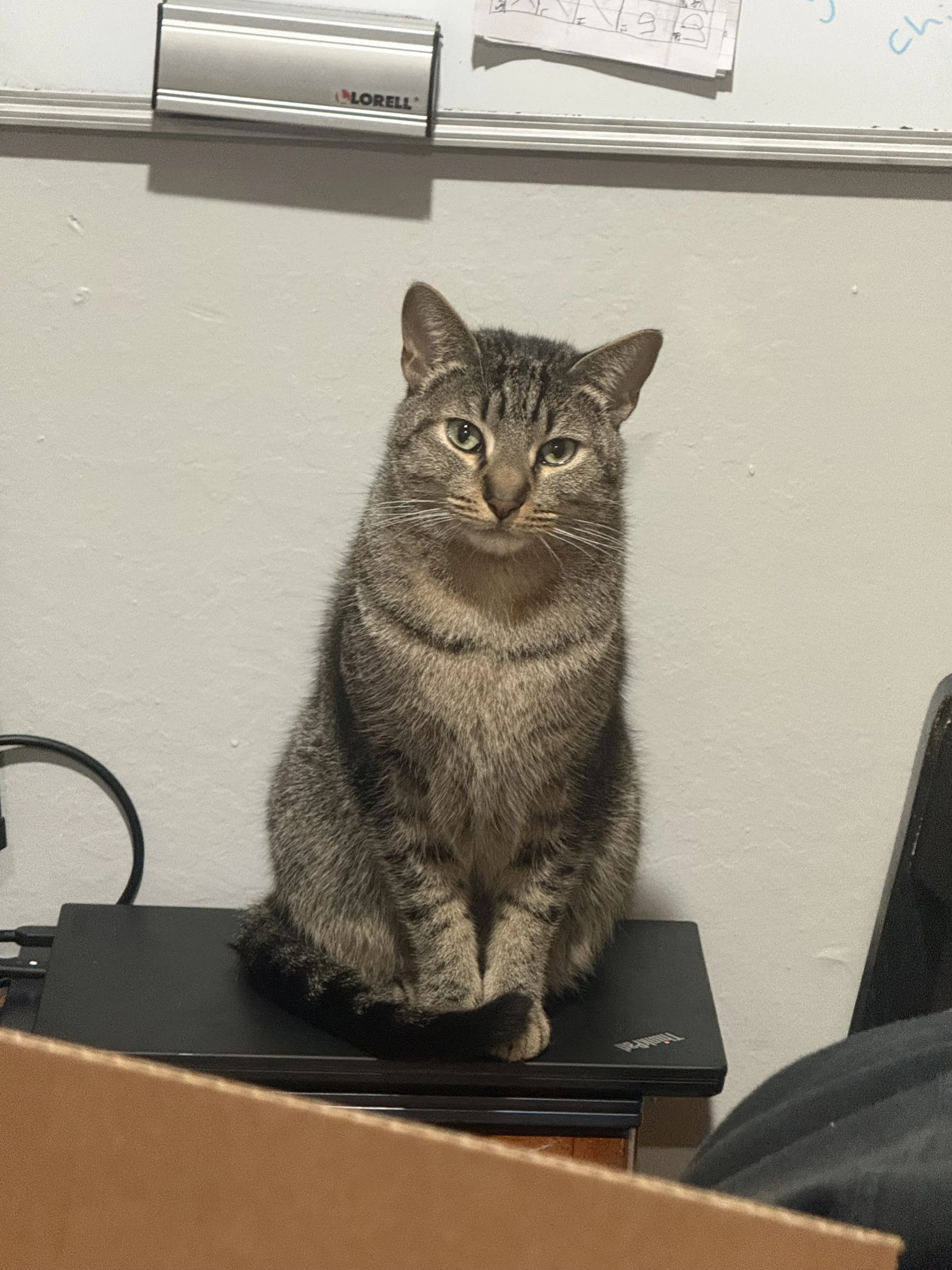 He loves sitting on my laptop