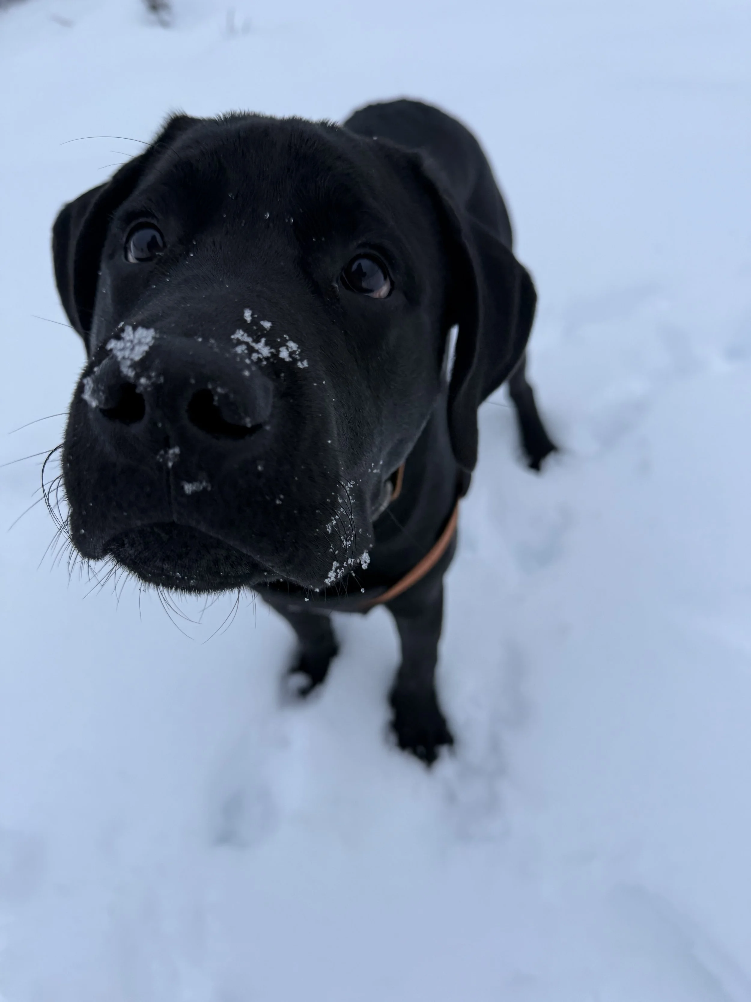 Snowy Tucker!
