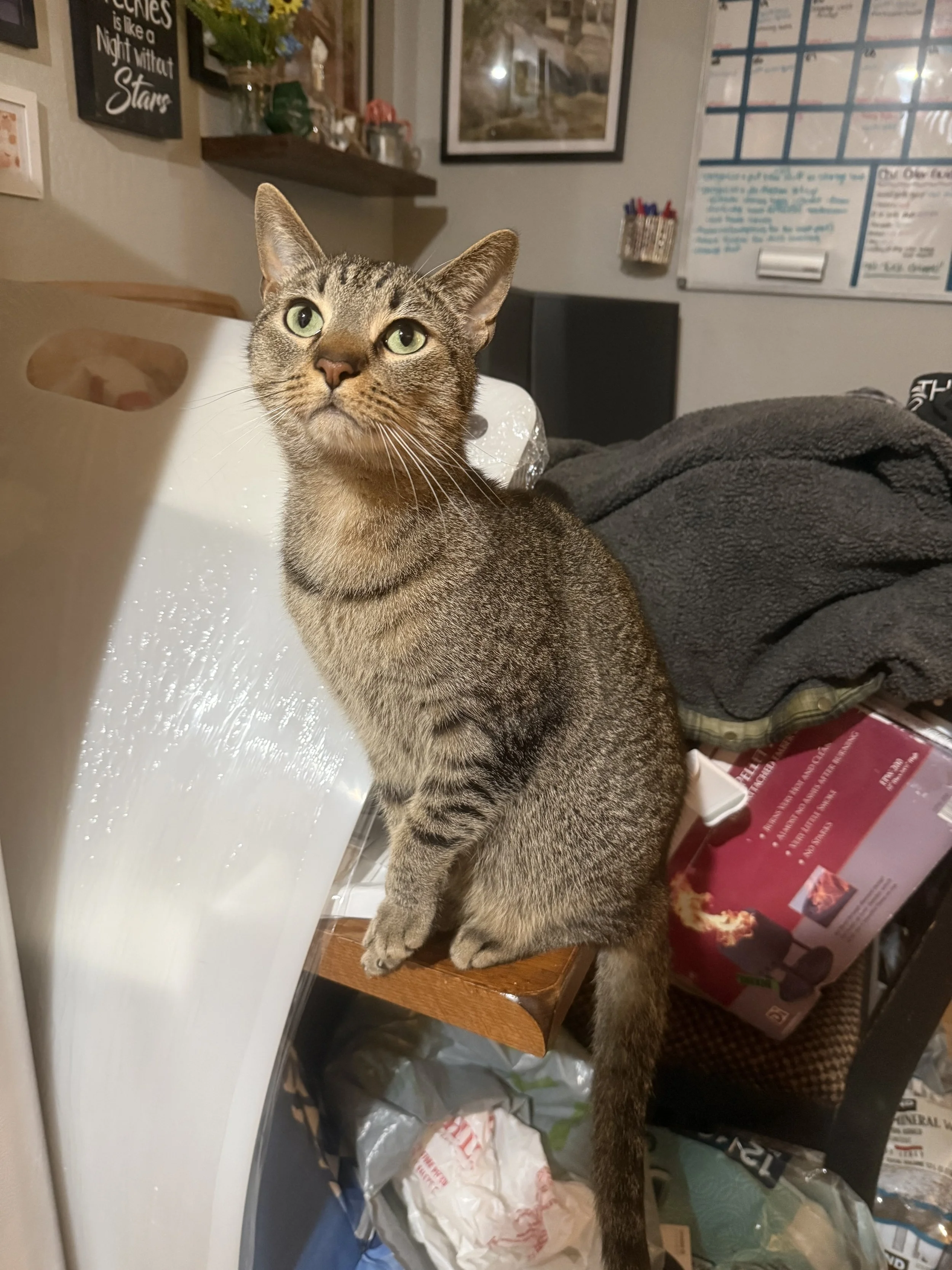 Everyday Life with a Little Fun Mixed In