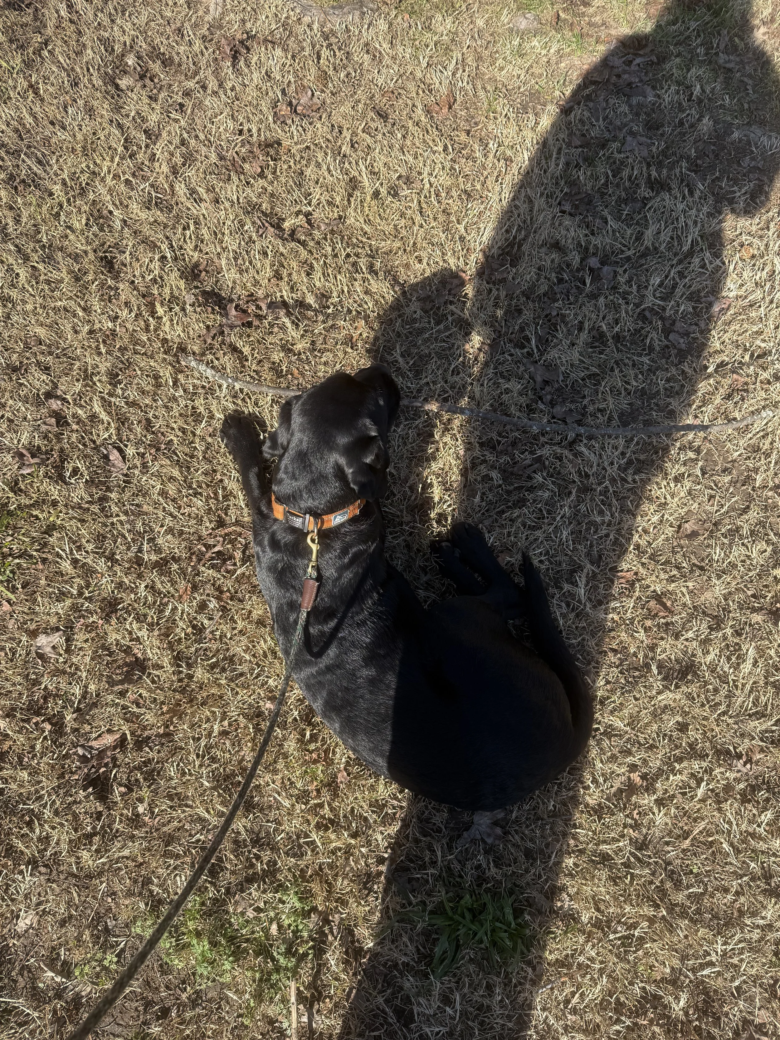 Lil dude loves his sticks!