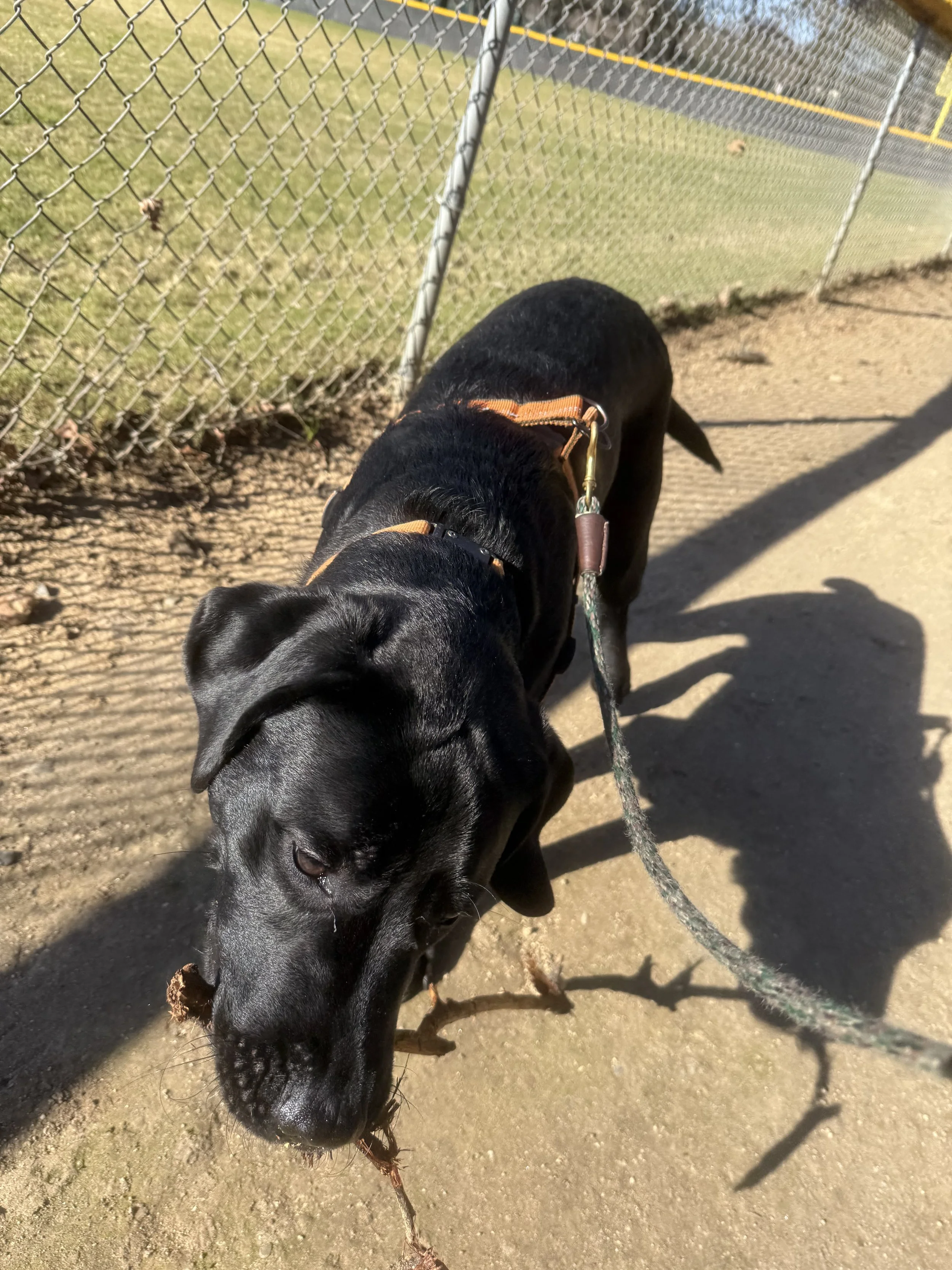Tucker with a stick!