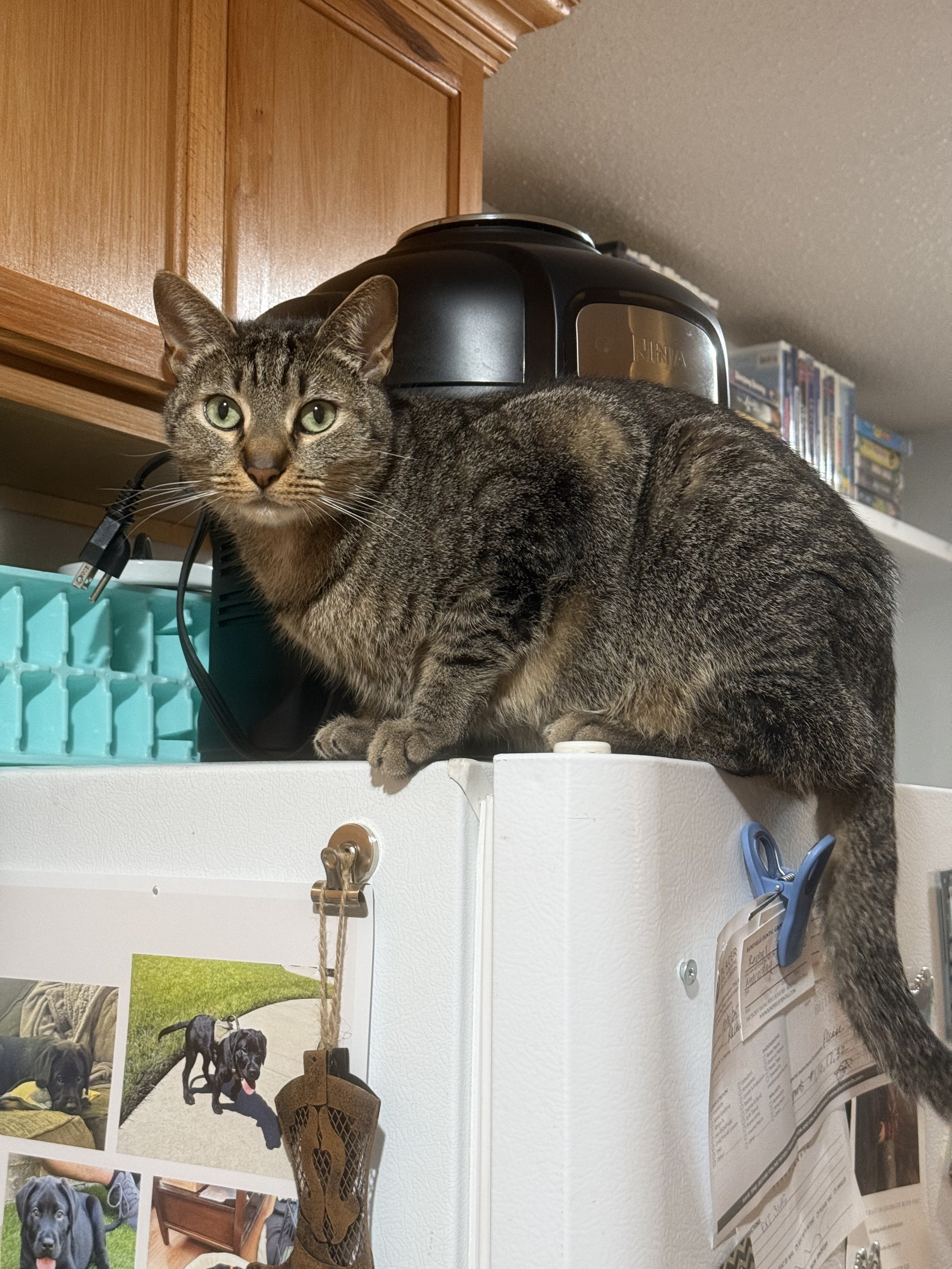 King Banjo has chosen a new throne