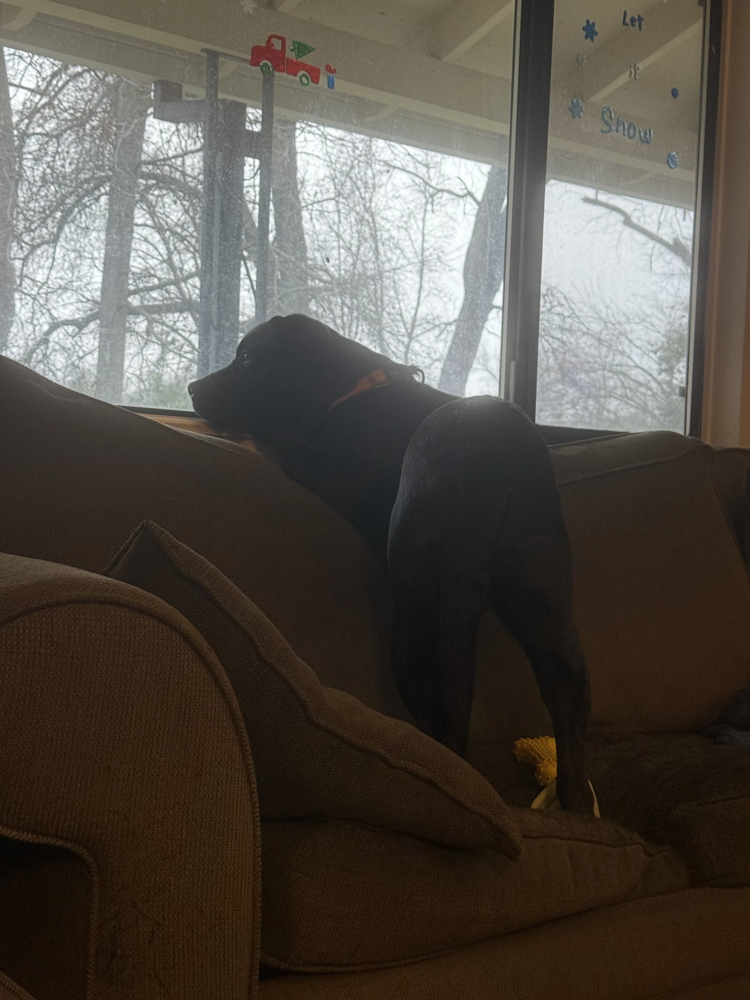 Lil dude loves to look outside