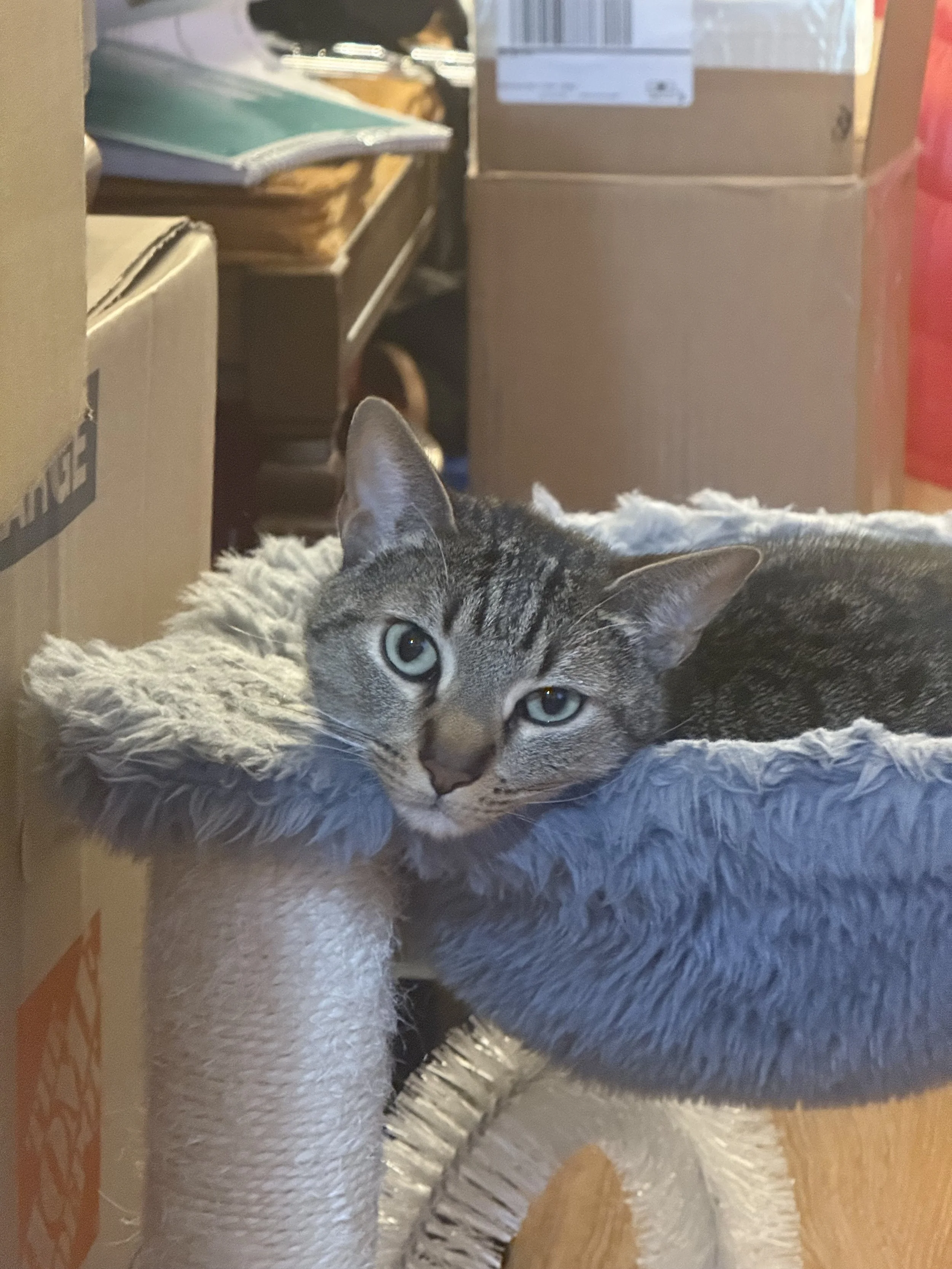 Wittle Itty Bitty Kitty