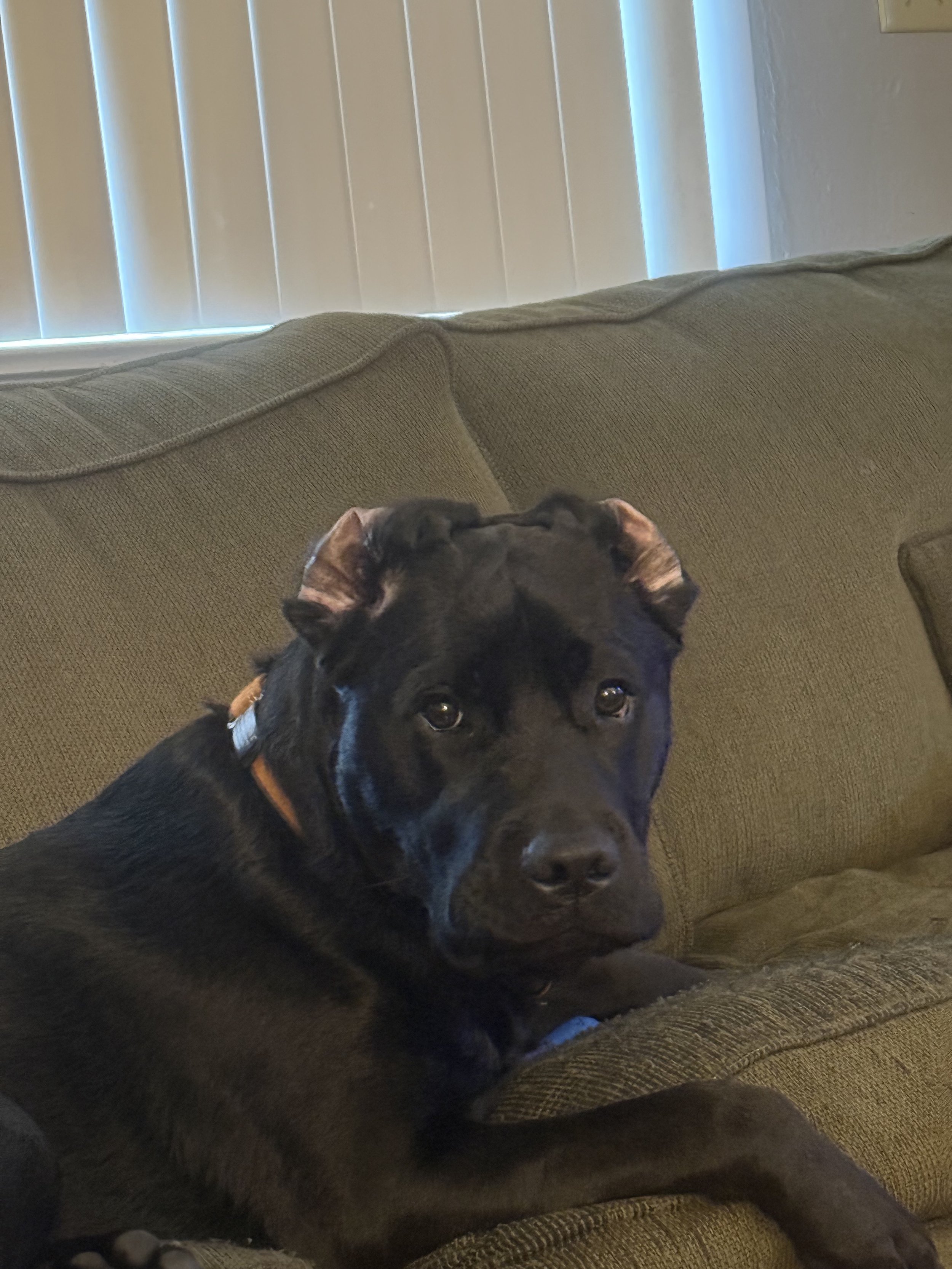 Almost looks like a pitbull lol