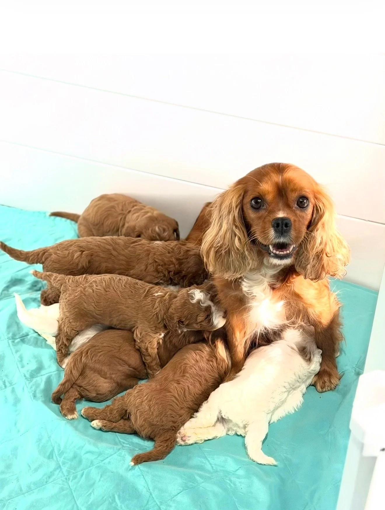 A Dachshund mother dog with her litter of eight puppies, some nursing and others gathered around her, lying on a teal-colored pad against a white wall.