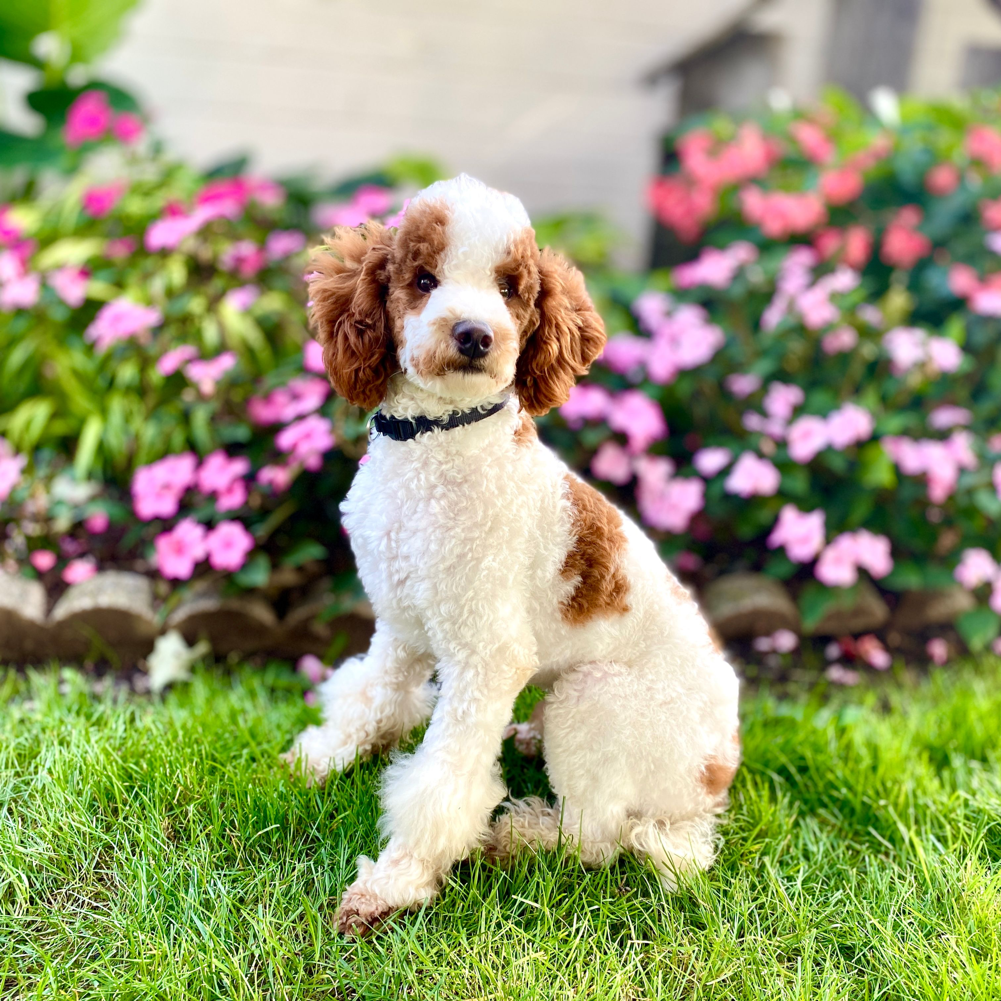 A puppy with white and brown curly fur, sitting on green grass in front of pink flowers.