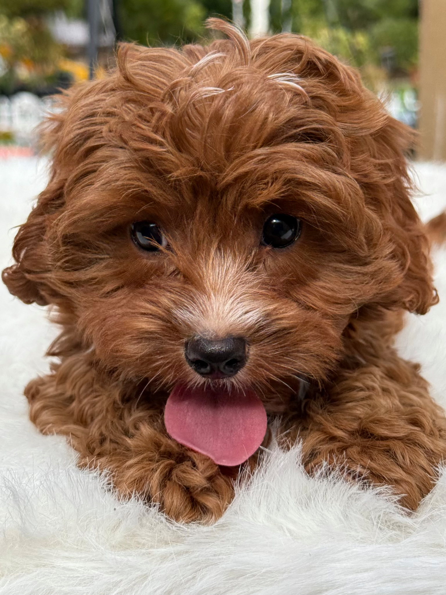 Close-up of a small, fluffy brown puppy with curly fur, dark eyes, and its pink tongue sticking out, lying on white fur.