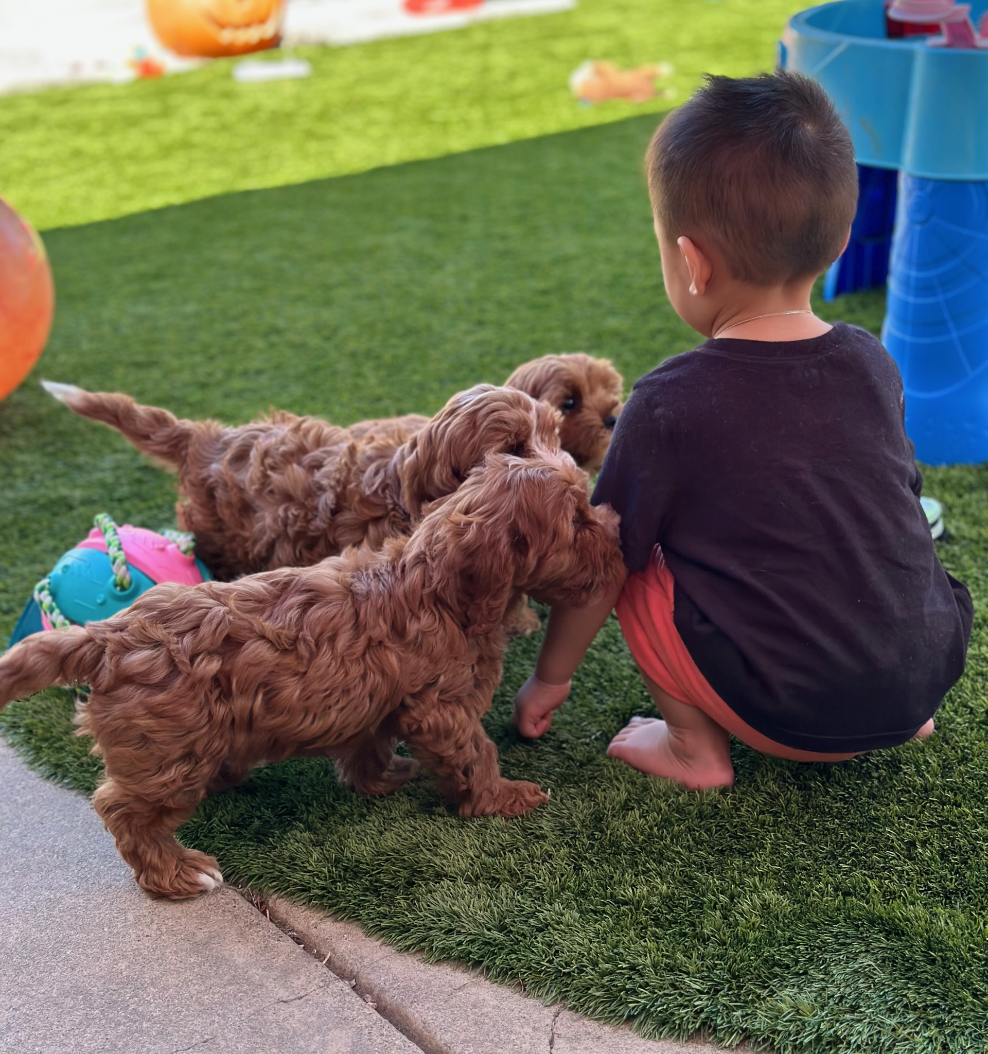 A young boy crouching on artificial grass, surrounded by several brown puppies. The boy is engaging with the puppies, who are sniffing and interacting with him. The scene appears to be outdoors, possibly in a backyard or playground area.