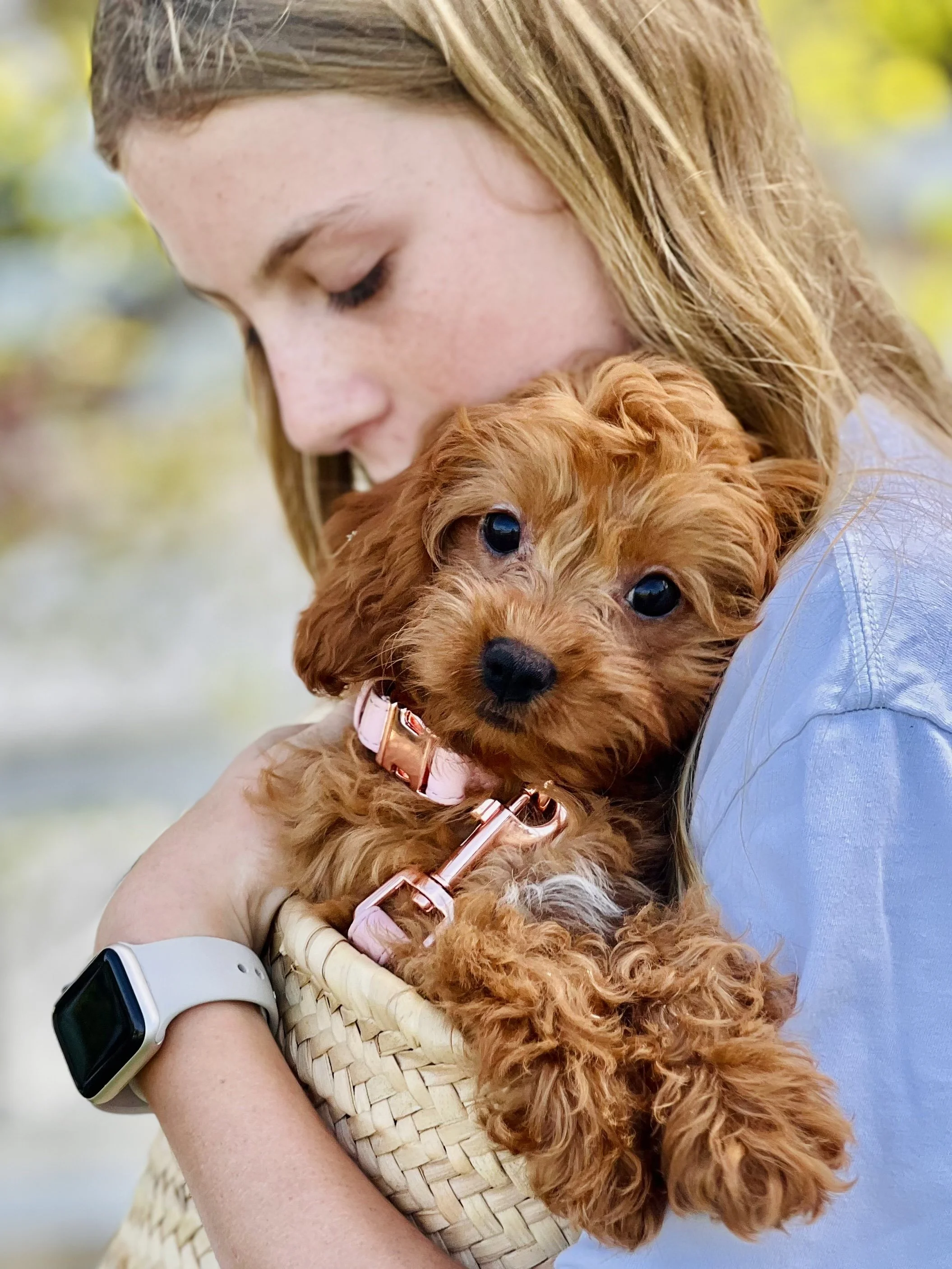 A young woman in a blue shirt holding a small, curly-haired brown puppy with a pink collar inside a woven basket.
