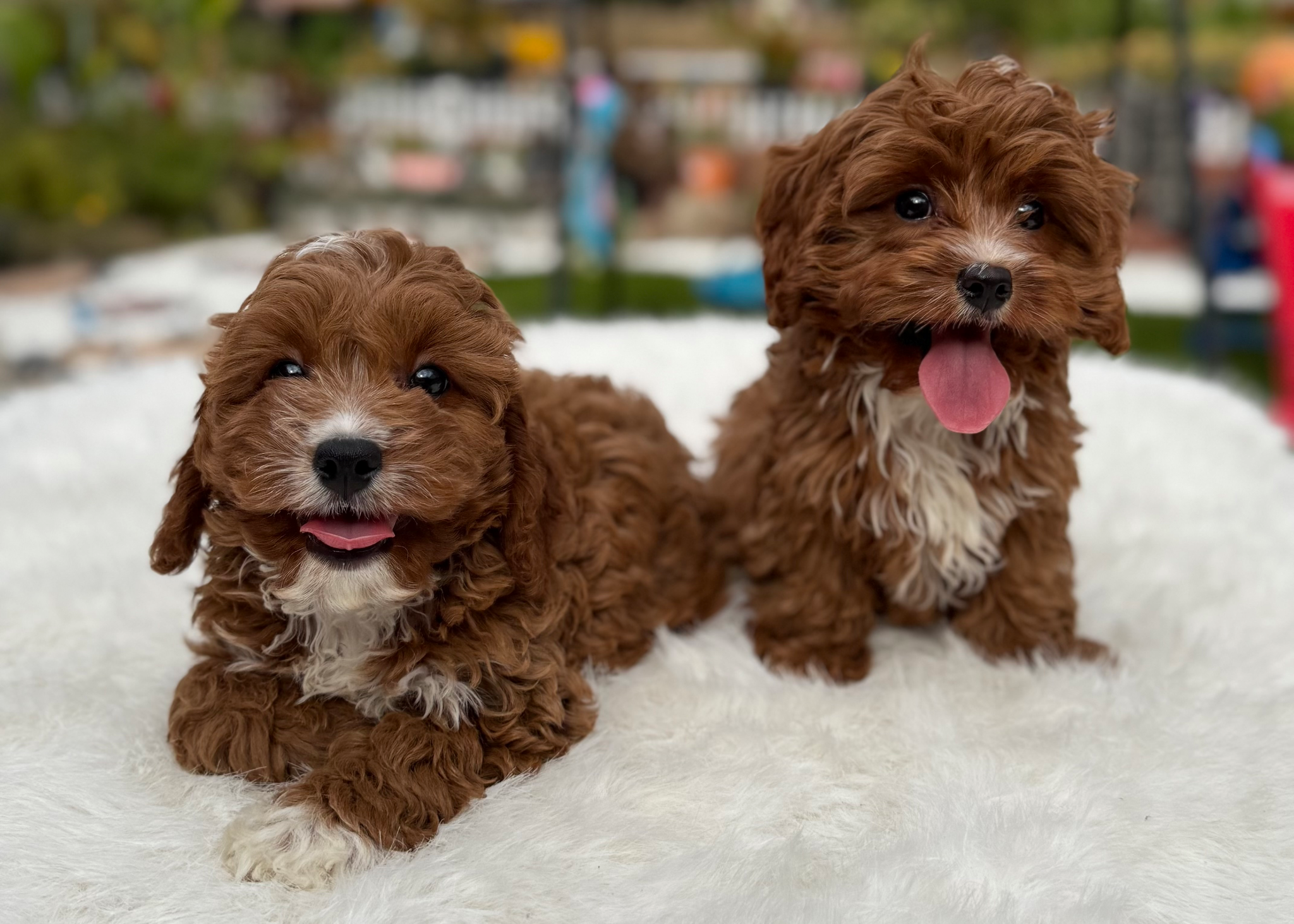 Two adorable brown and white curly-haired puppies sitting on a white fluffy surface outdoors, with blurred colorful background.