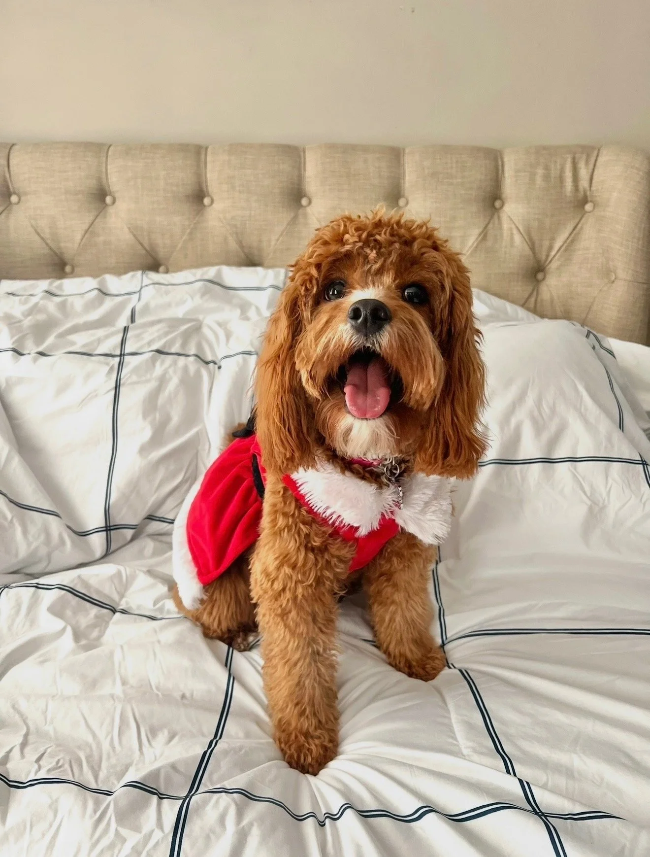 A cheerful brown and white dog wearing a red and white Santa costume sitting on a bed with white and black checked bedding.