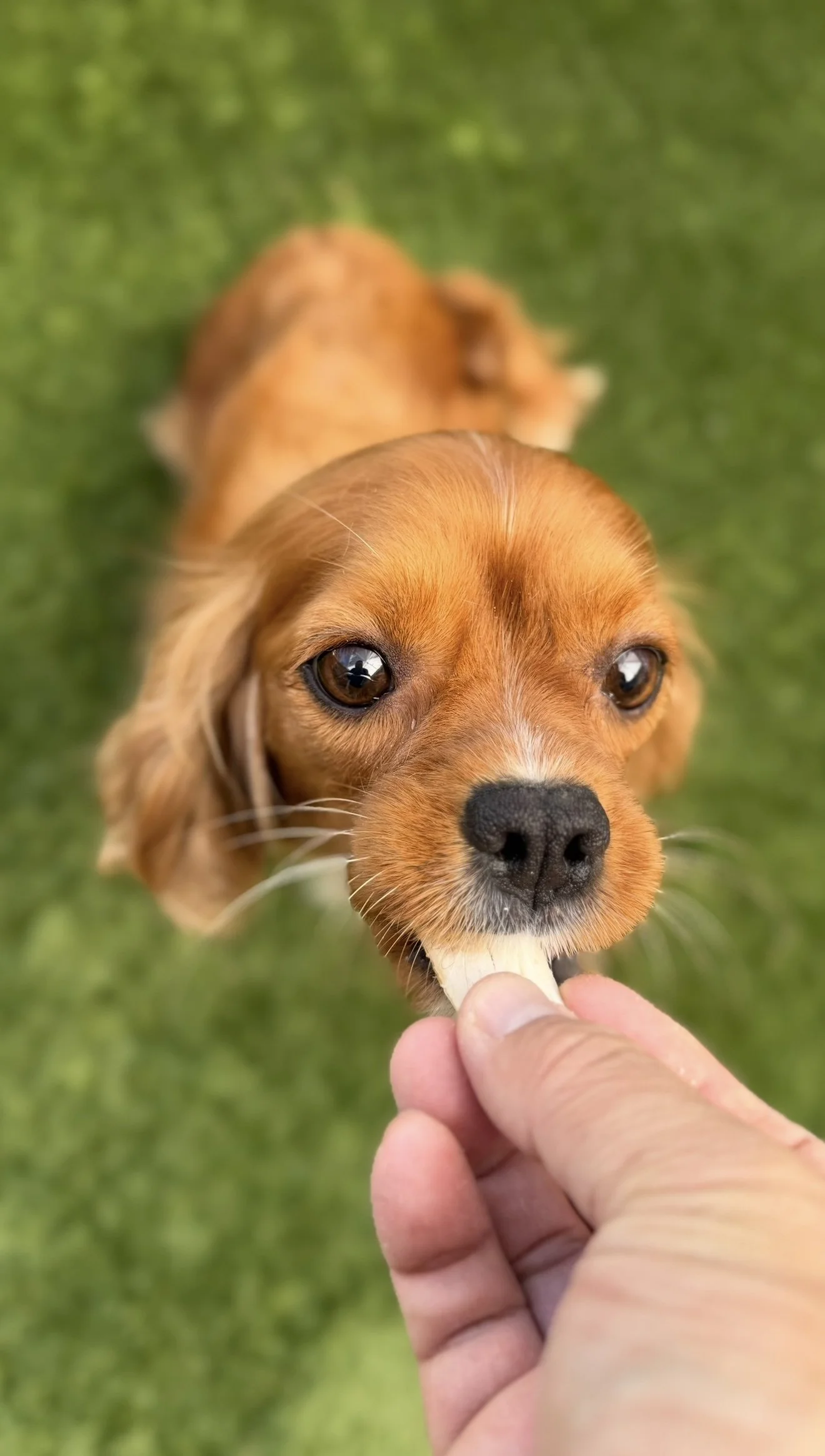 FullSizeRender 2.JPG