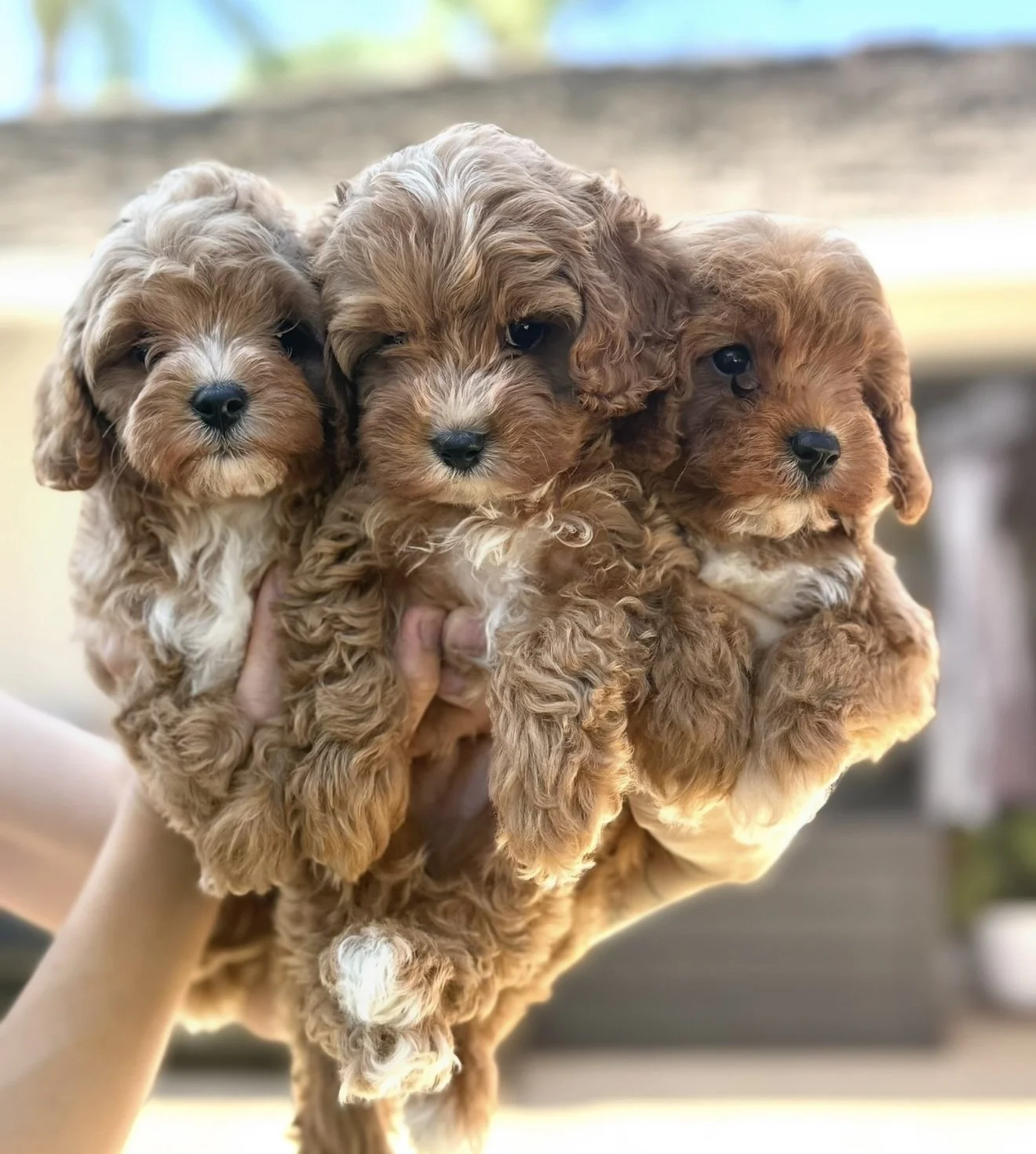 FullSizeRender 5.JPG