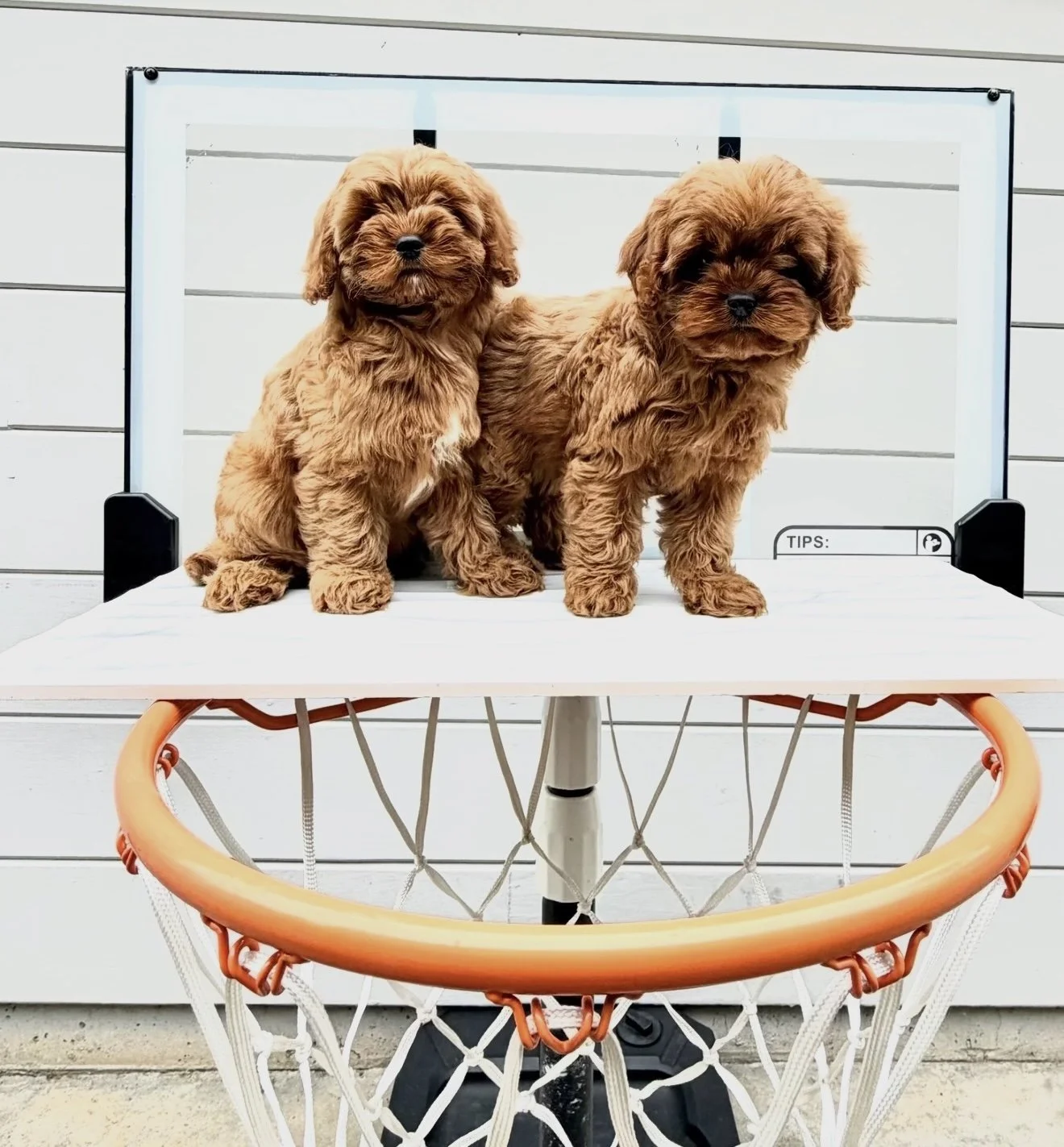 FullSizeRender 7.JPG