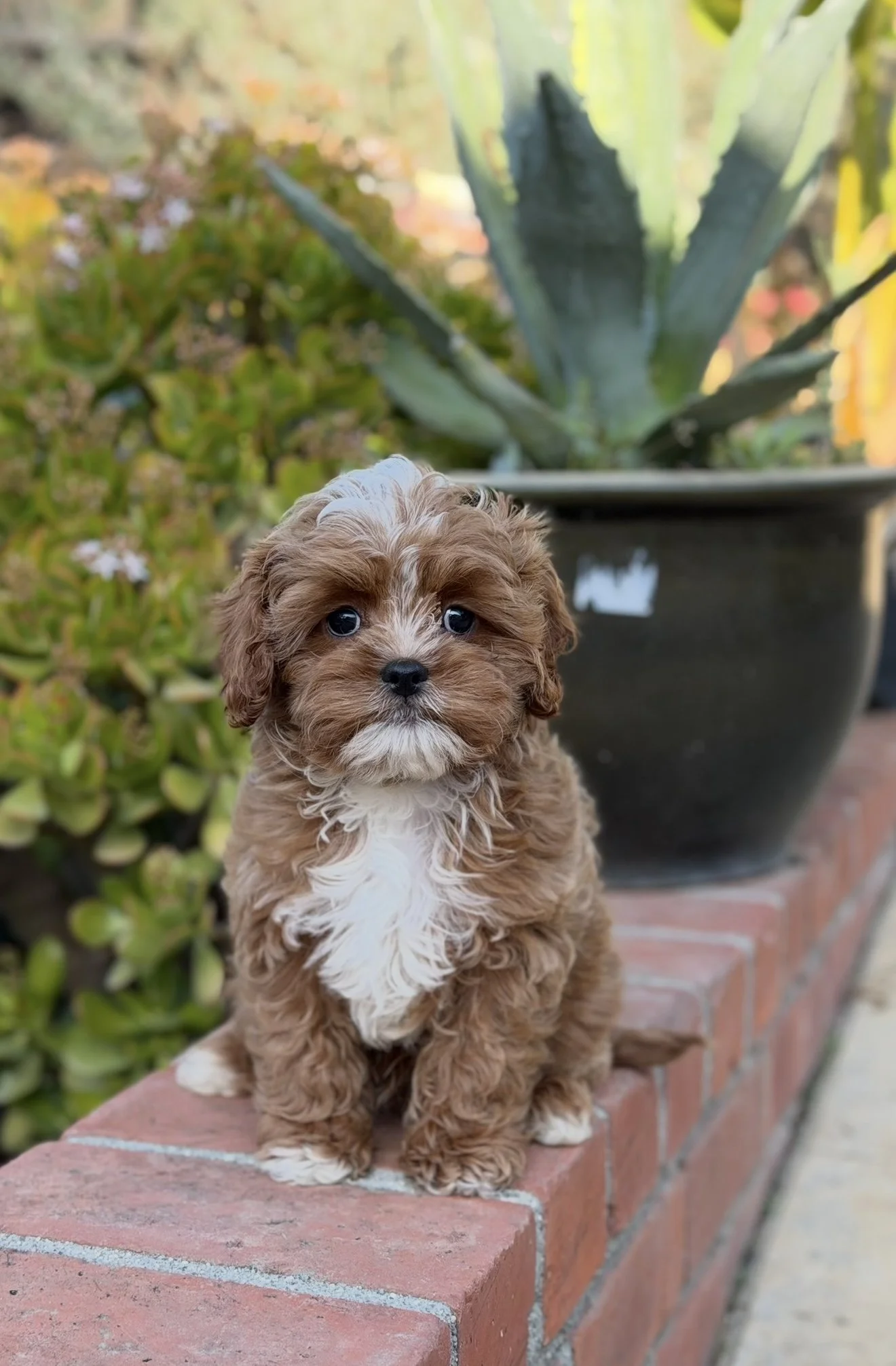 FullSizeRender 11.JPG