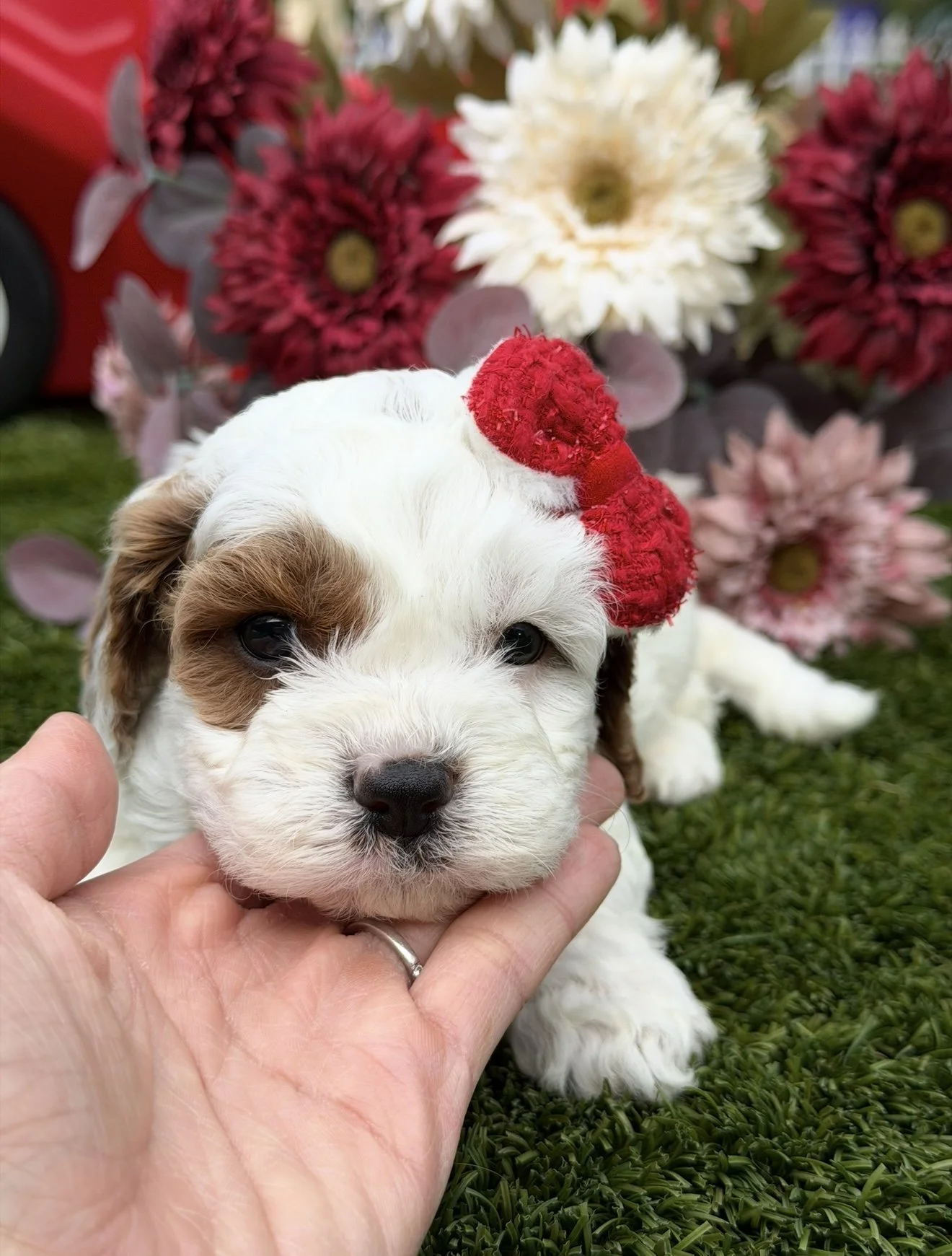 FullSizeRender 13.JPG