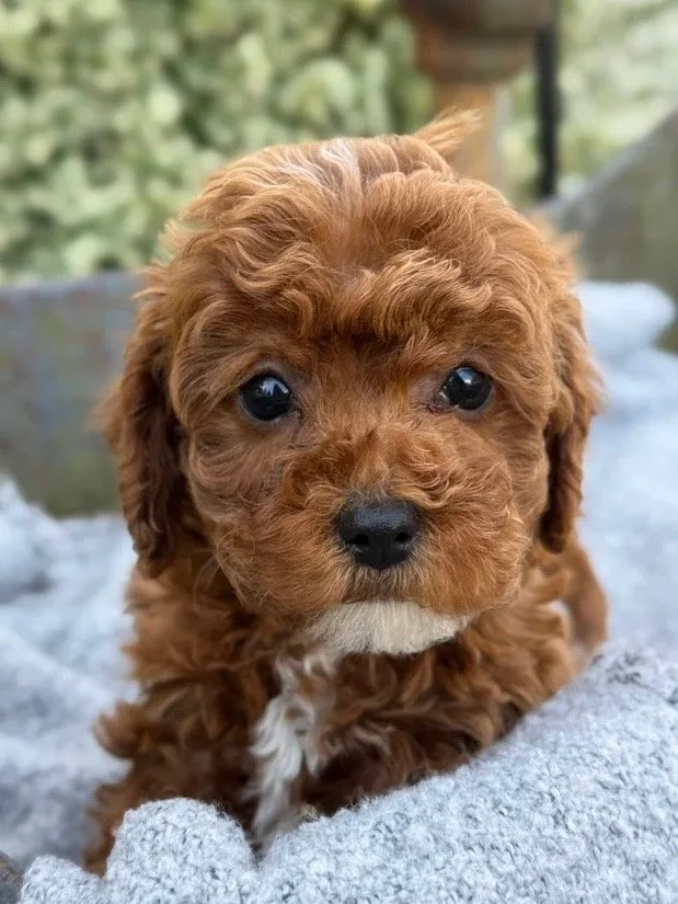 Close-up of a cute, fluffy brown puppy with big, dark eyes, sitting on a gray blanket outdoors.