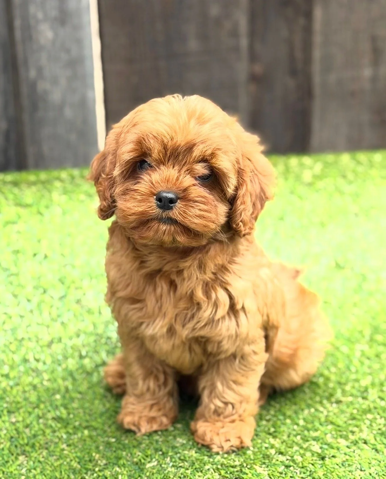 Cute brown puppy sitting on green grass with a dark wooden fence in the background.