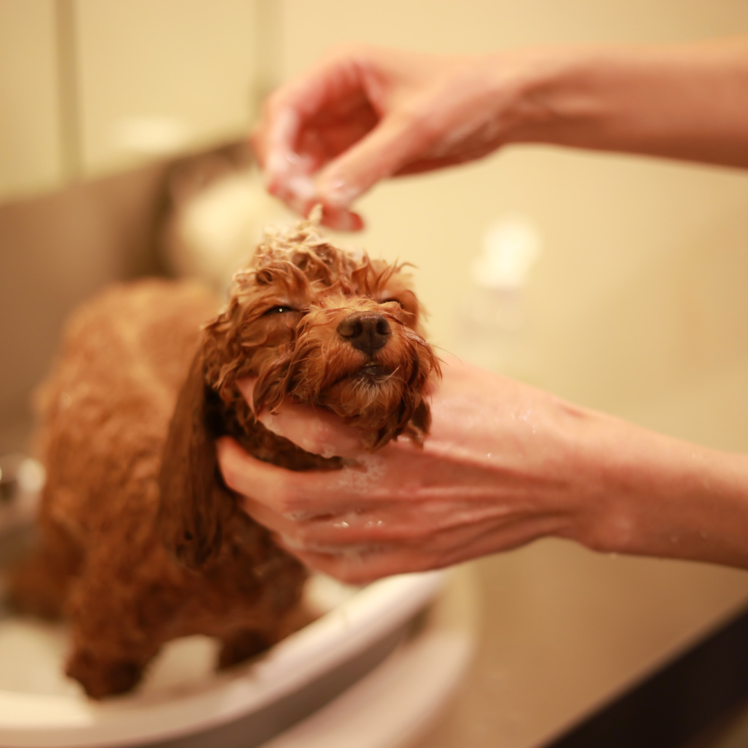 A small brown dog being bathed in a sink, with water and soap on its fur, and a person's hands gently holding its head.
