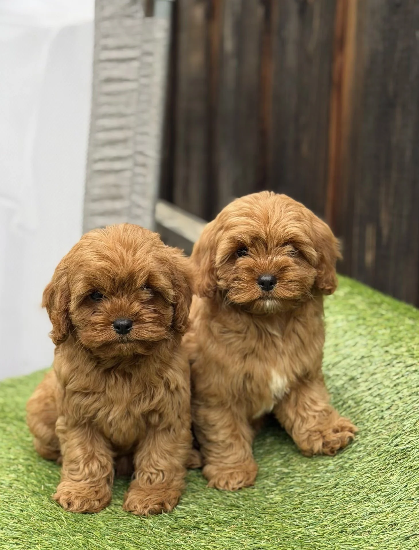 Two adorable brown puppies with curly fur sit on a green textured surface outdoors with a wooden fence and some white decor in the background.