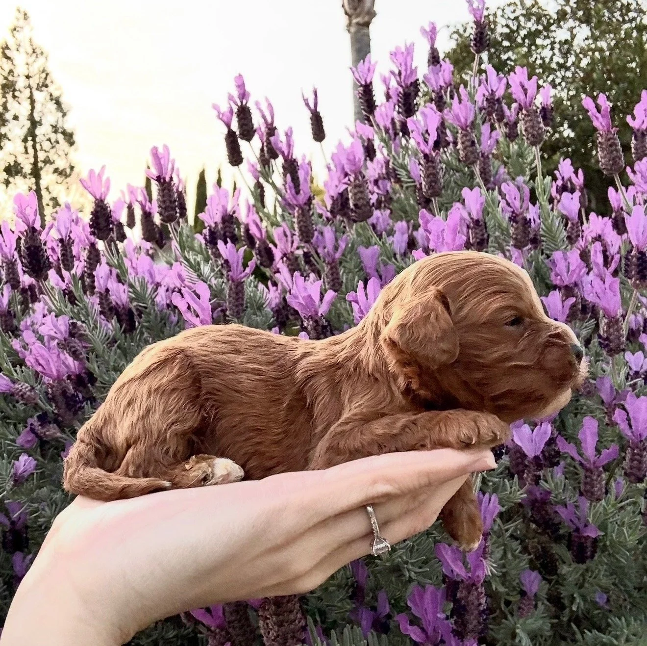 A small brown puppy being gently held in a person's hand with purple flowering plants in the background.