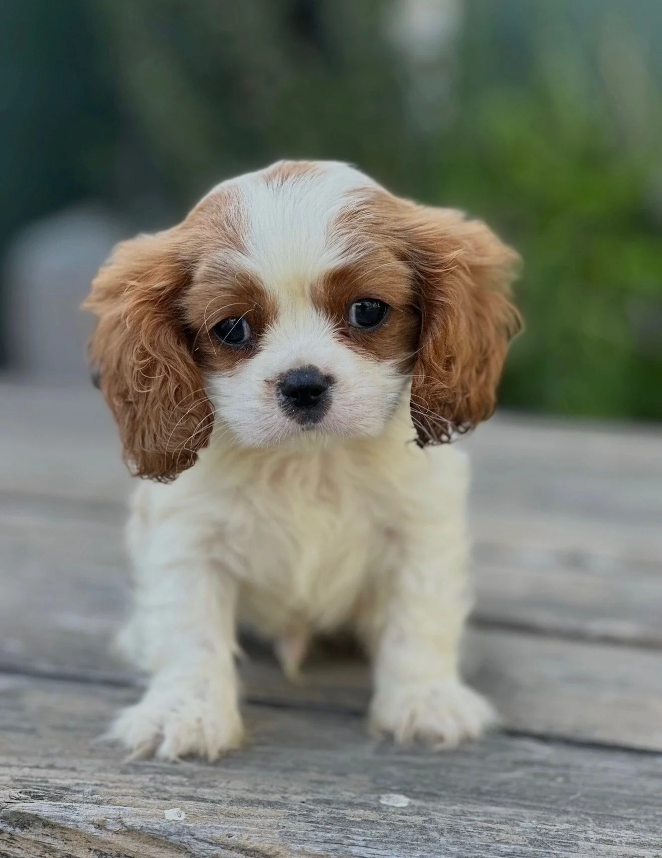 A cute puppy with white and brown fur, big blue eyes, and floppy ears, standing on a weathered wooden surface outdoors.