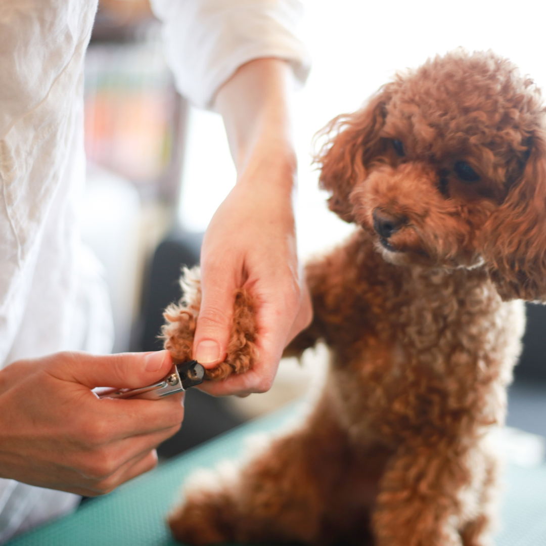 Person trimming a small, curly-haired dog’s paw with pet nail clippers.