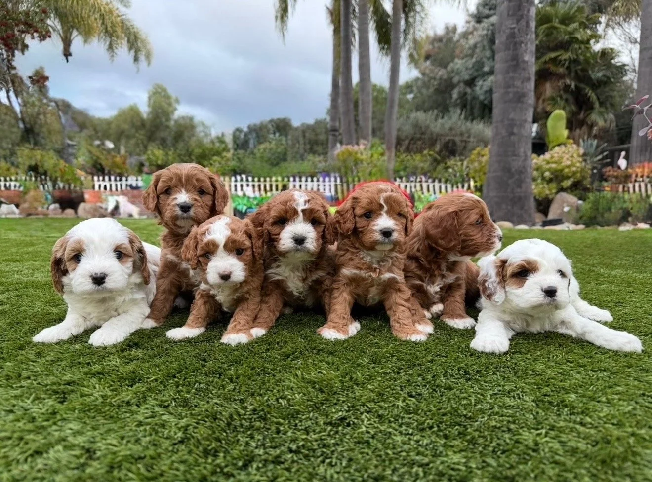 Six adorable puppies, three with white and brown fur and three with solid brown fur, sitting on green grass in a backyard with trees and a white picket fence in the background.